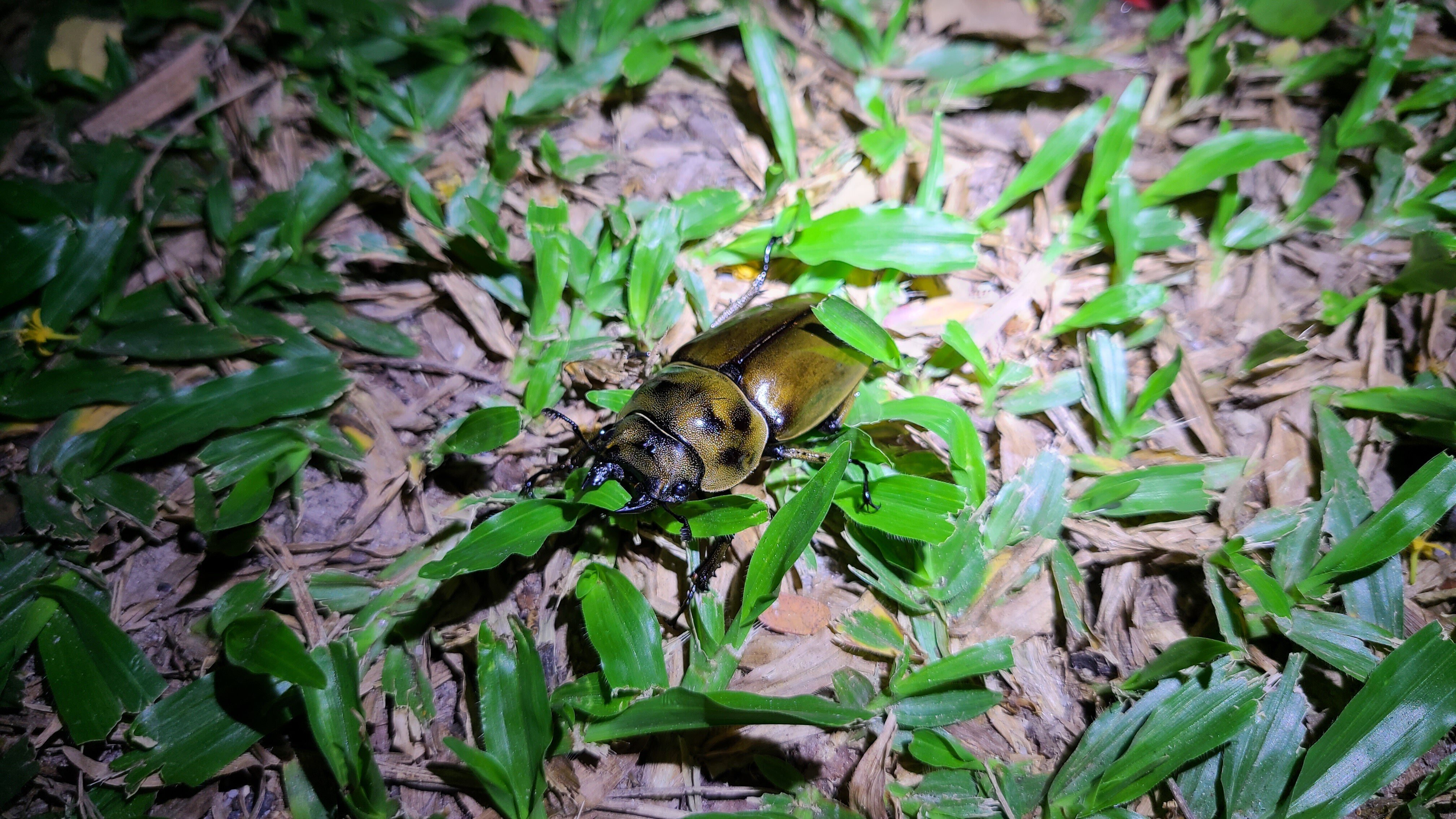 マレーシア 昆虫採集記/旅行記②🇲🇾｜キヨタミ