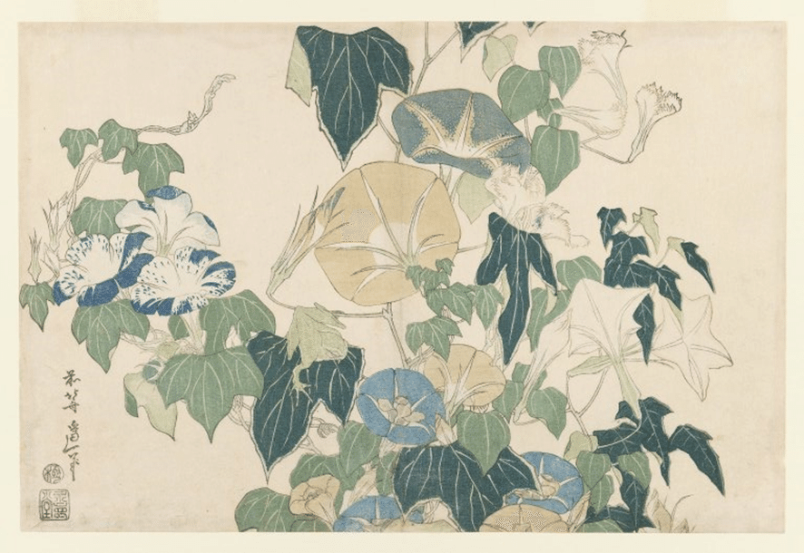 明治刷 和本 朝顔 図譜 『牽牛花水鏡 前編』 朝皃水鏡 秋水茶寮