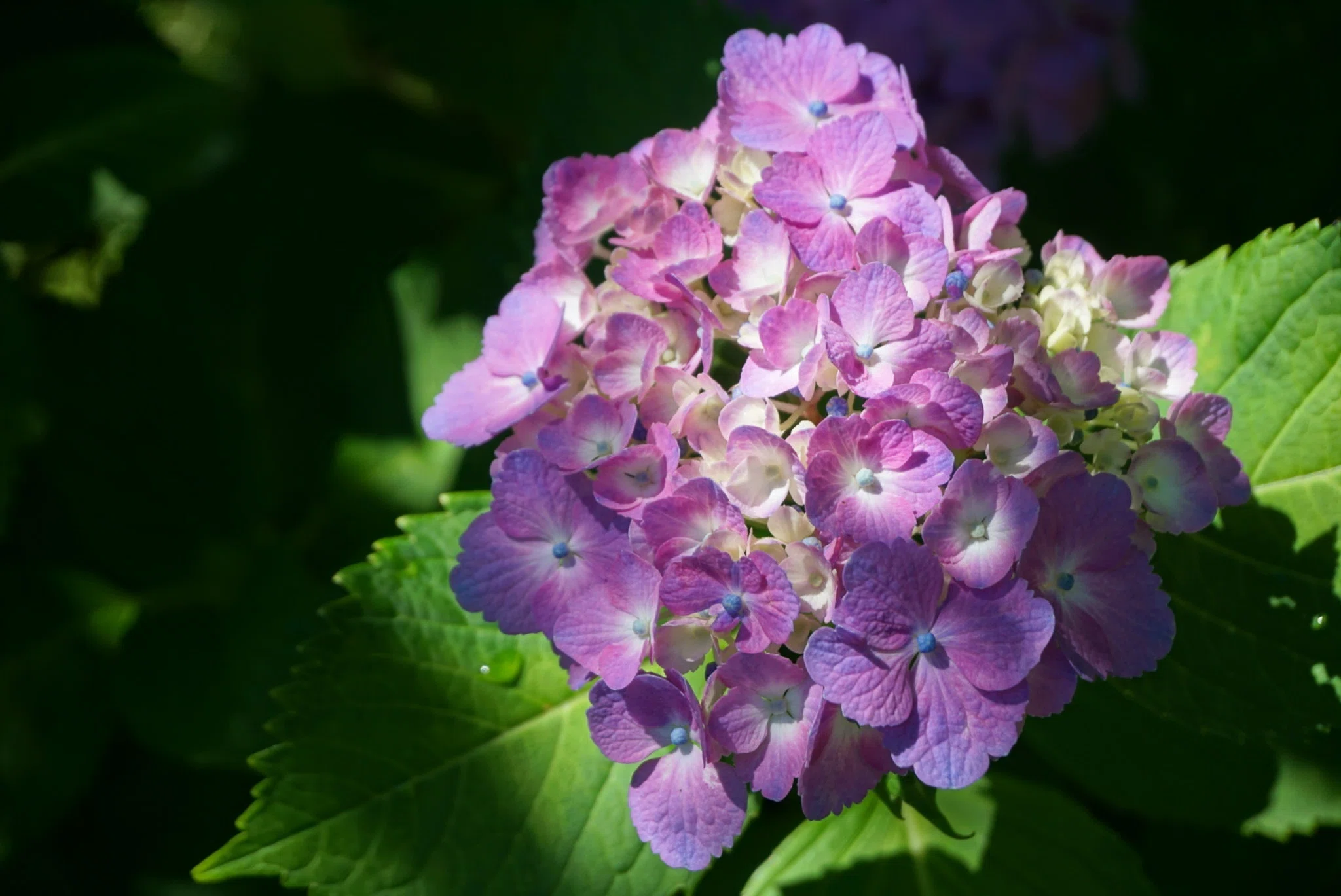 憂うつな梅雨を彩る、京都暮らしの紫陽花めぐり｜misaki｜散歩日和