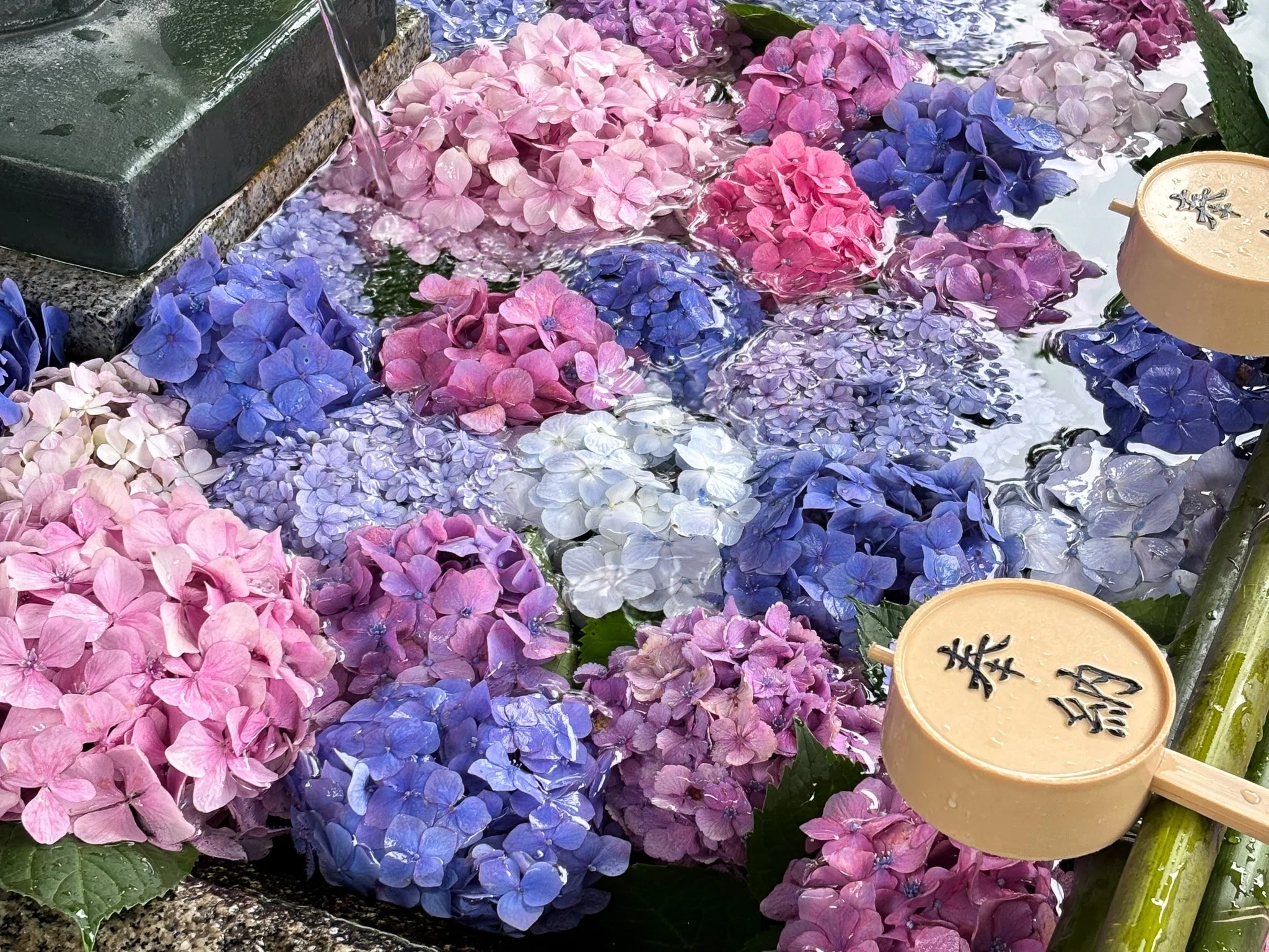 憂うつな梅雨を彩る、京都暮らしの紫陽花めぐり｜misaki｜散歩日和