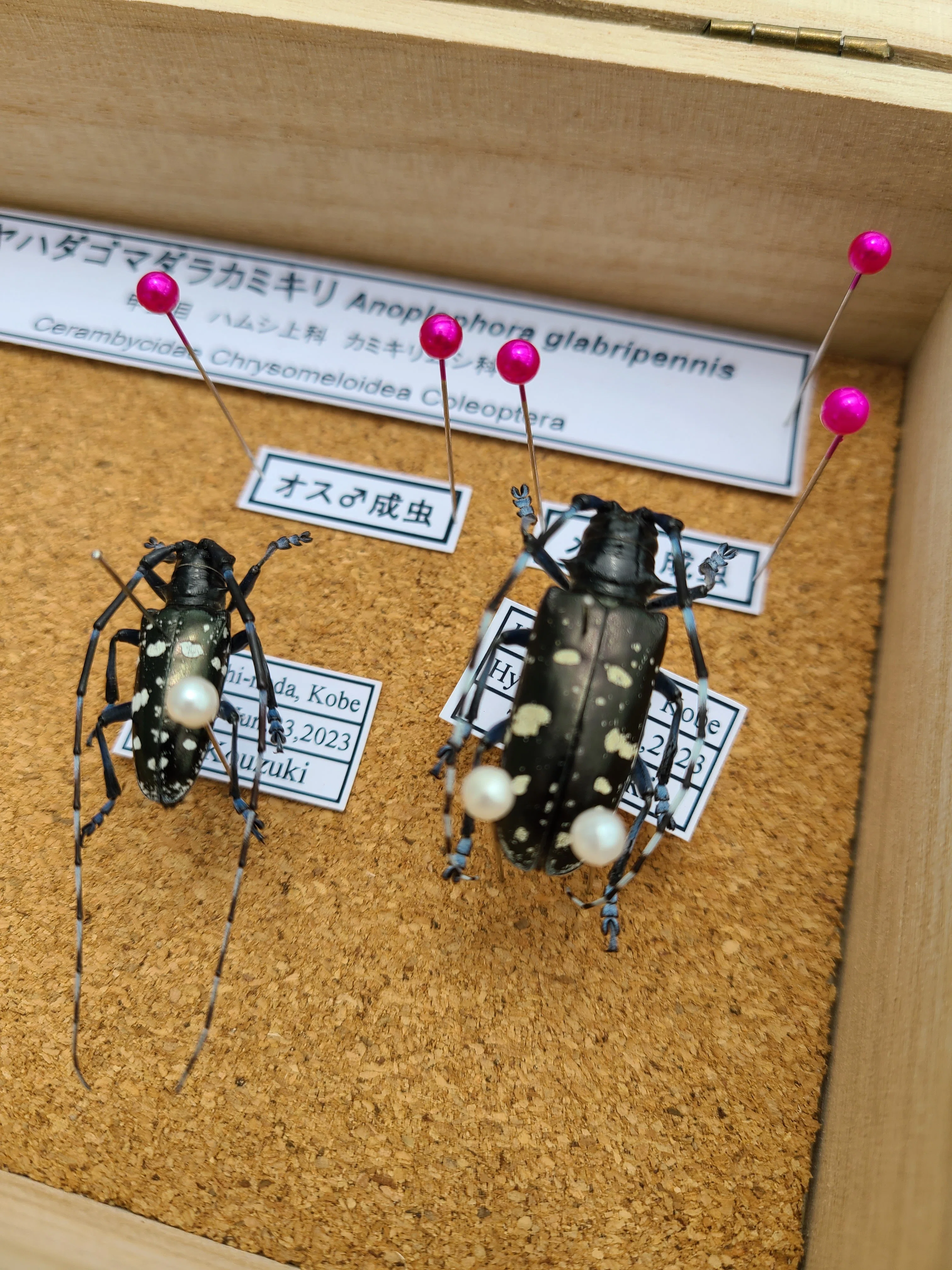 特定外来生物ツヤハダゴマダラカミキリについて｜midoritoridori