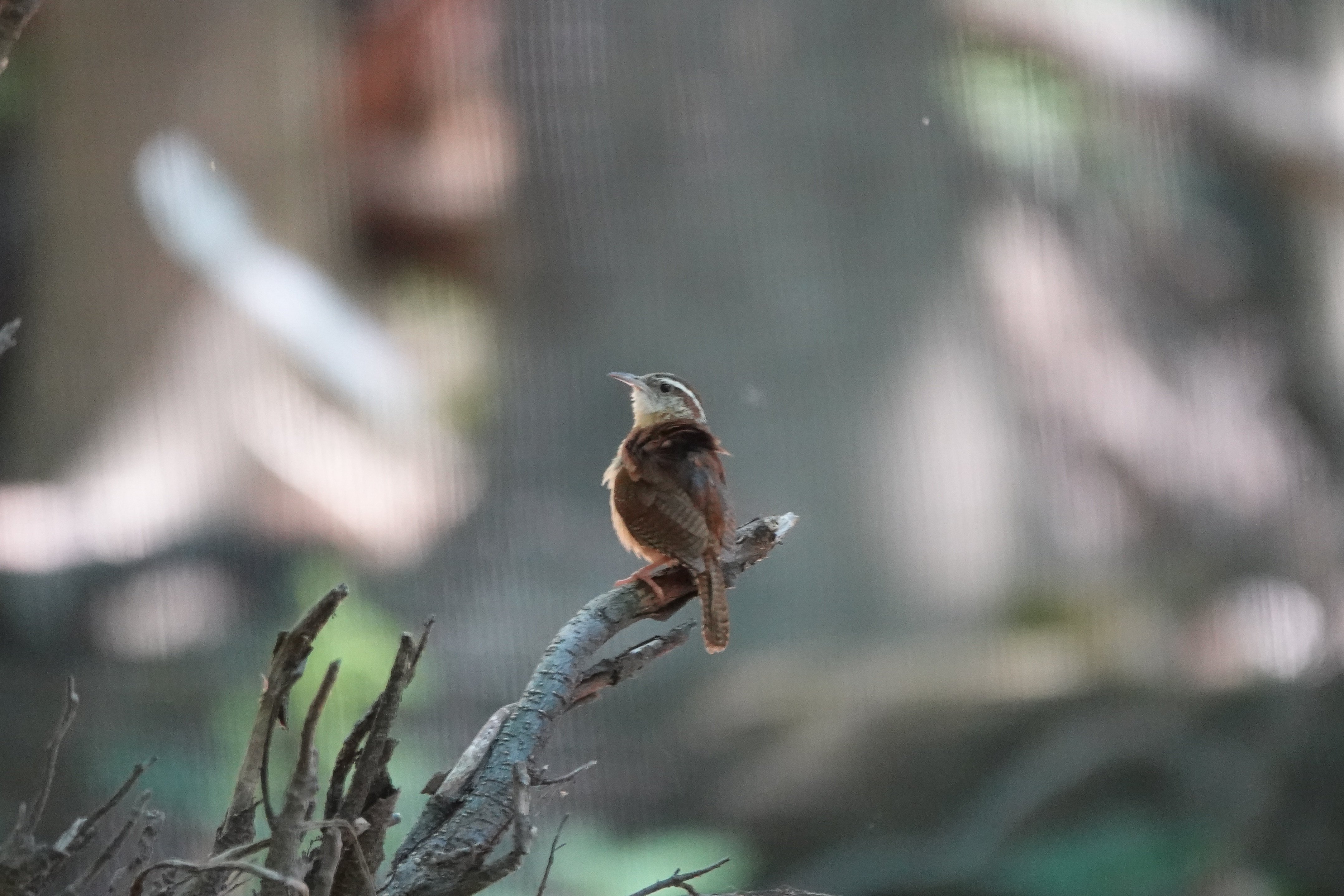 NYx鳥】やっと会えた歌声の主～Carolina Wren（ミソサザイ）｜とみー＠NY