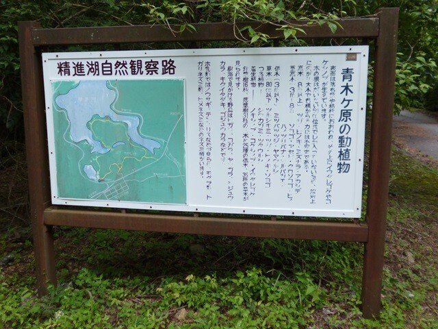 日記】青木ヶ原樹海を散策した｜みすれは