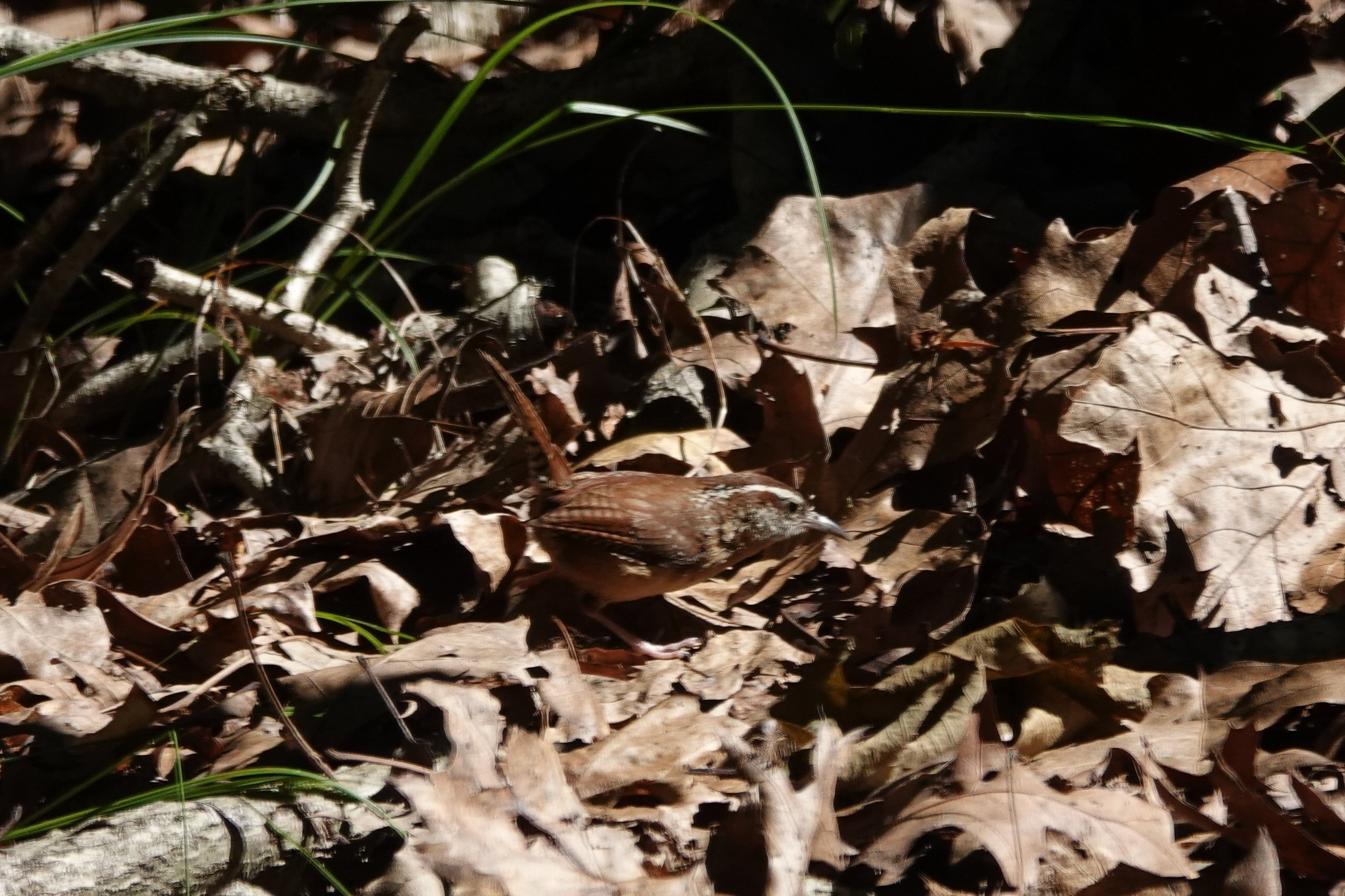 NYx鳥】やっと会えた歌声の主～Carolina Wren（ミソサザイ）｜とみー＠NY