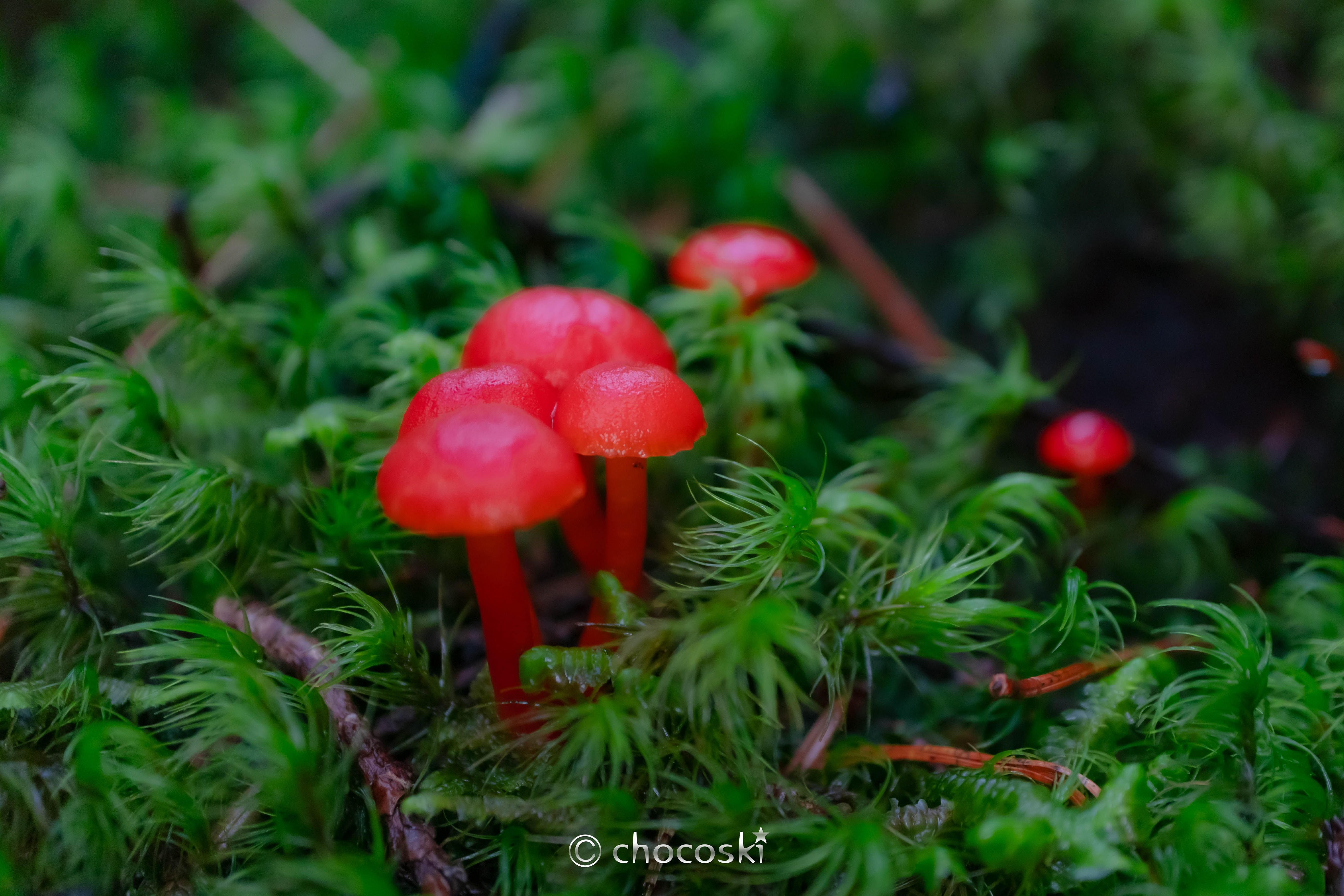 きのこ散歩＊2024/6/21大雨の富士山・その3｜ちょこすき～☆きのこ