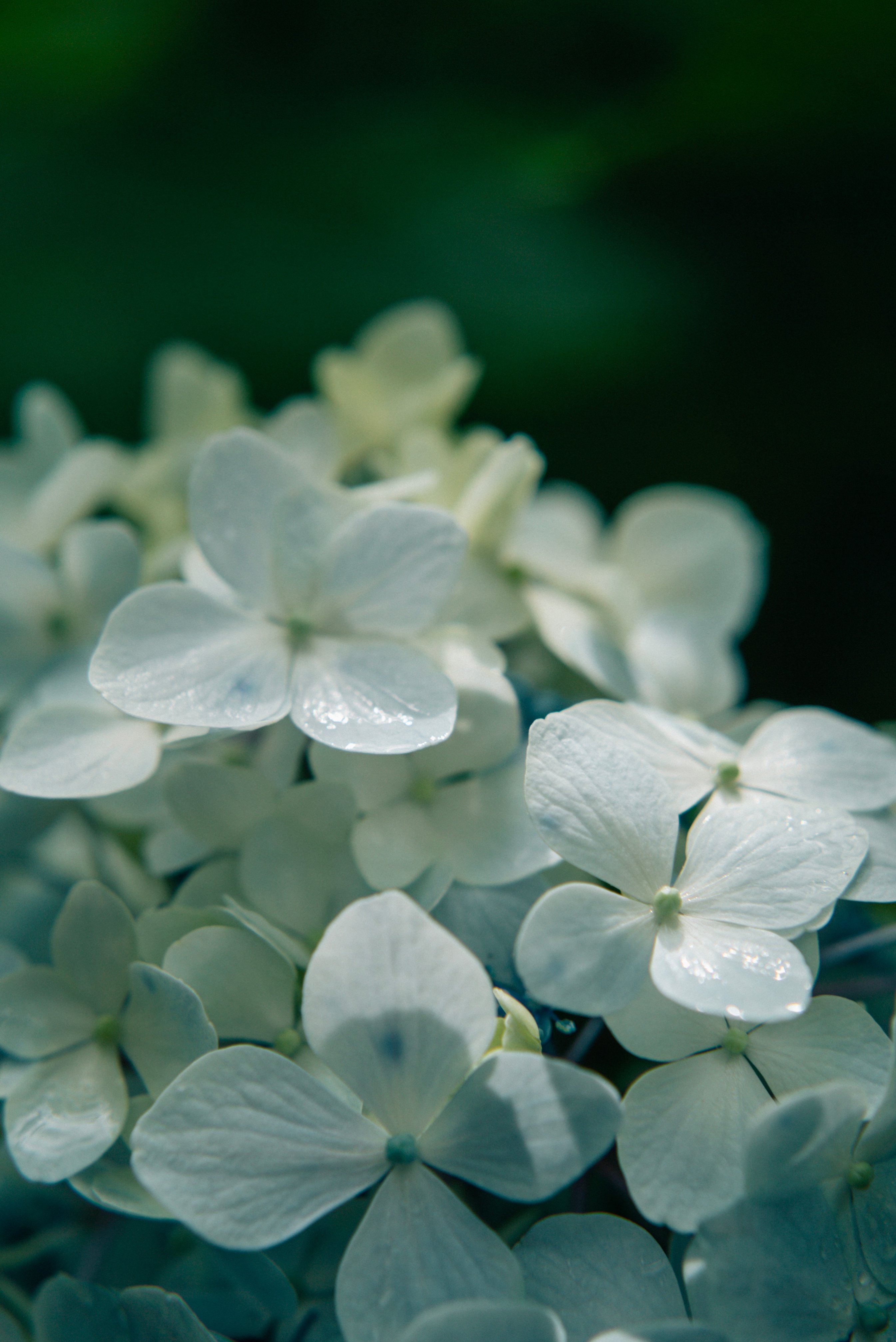 マクロレンズ！接写撮影用！小さなもの、花、アクセサリー、などの撮影に使えます！ 季節の花をマクロで撮ろう～春編～ -写真家 くにまさひろし