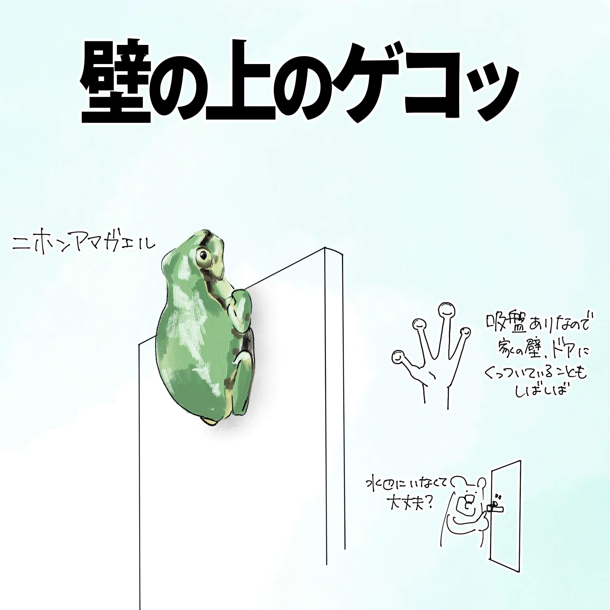壁の上のゲコっ｜アマガエル｜くますけ｜自然ガイド・クリエイター