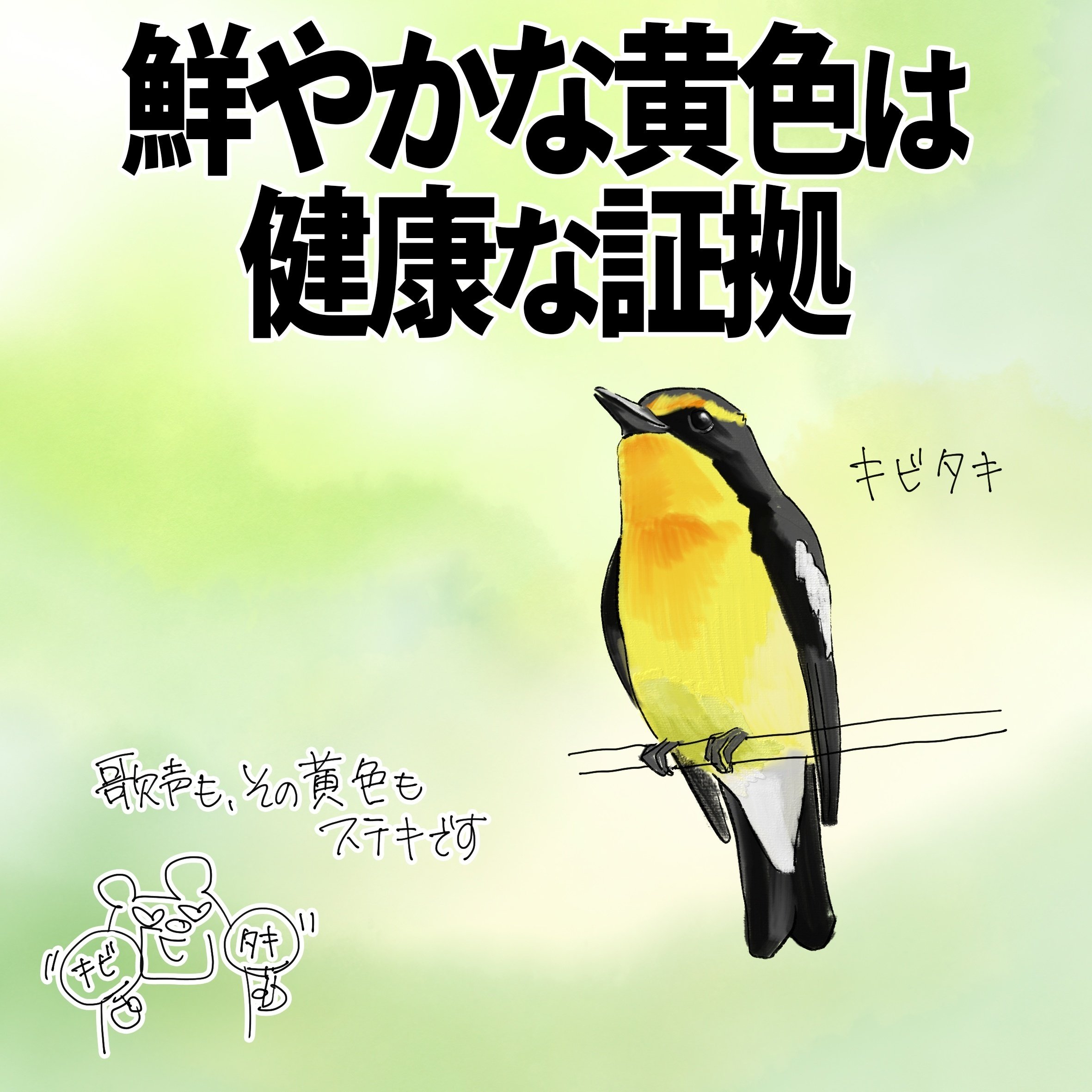 鮮やかな黄色は健康の証拠｜キビタキ｜くますけ｜自然ガイド