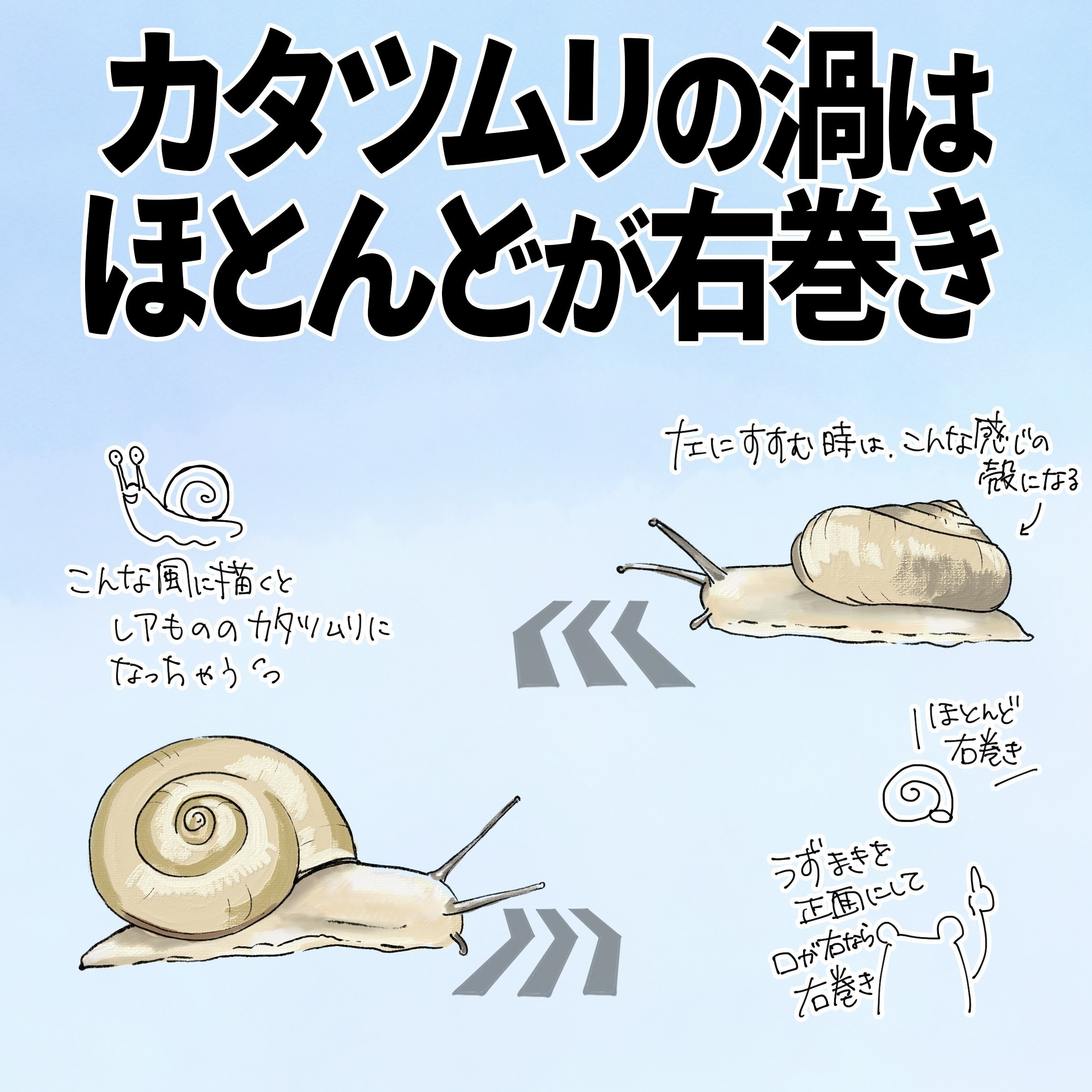カタツムリの渦はほとんど右巻き｜くますけ｜自然ガイド・クリエイター
