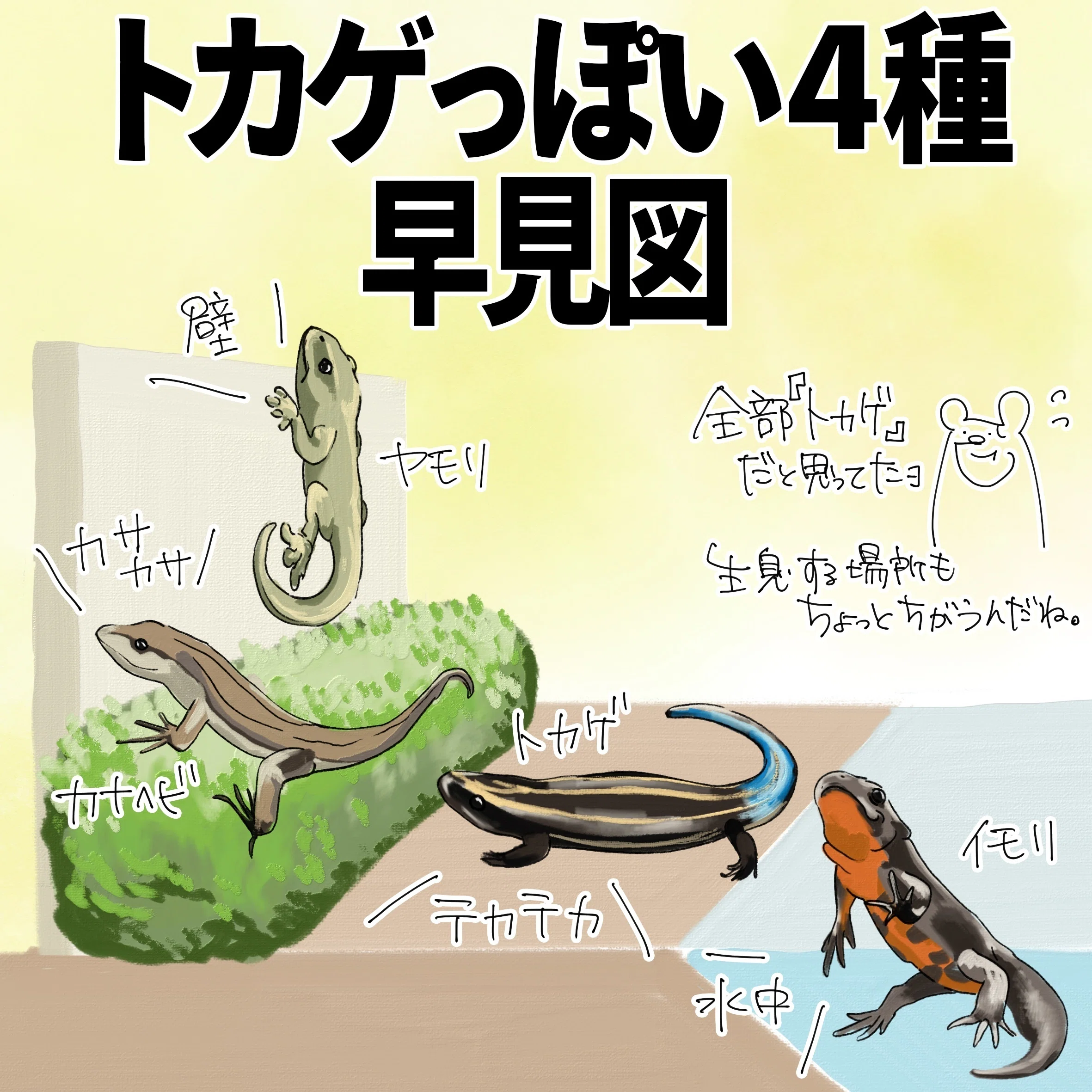トカゲっぽい4種早見図｜くますけ｜自然ガイド・クリエイター