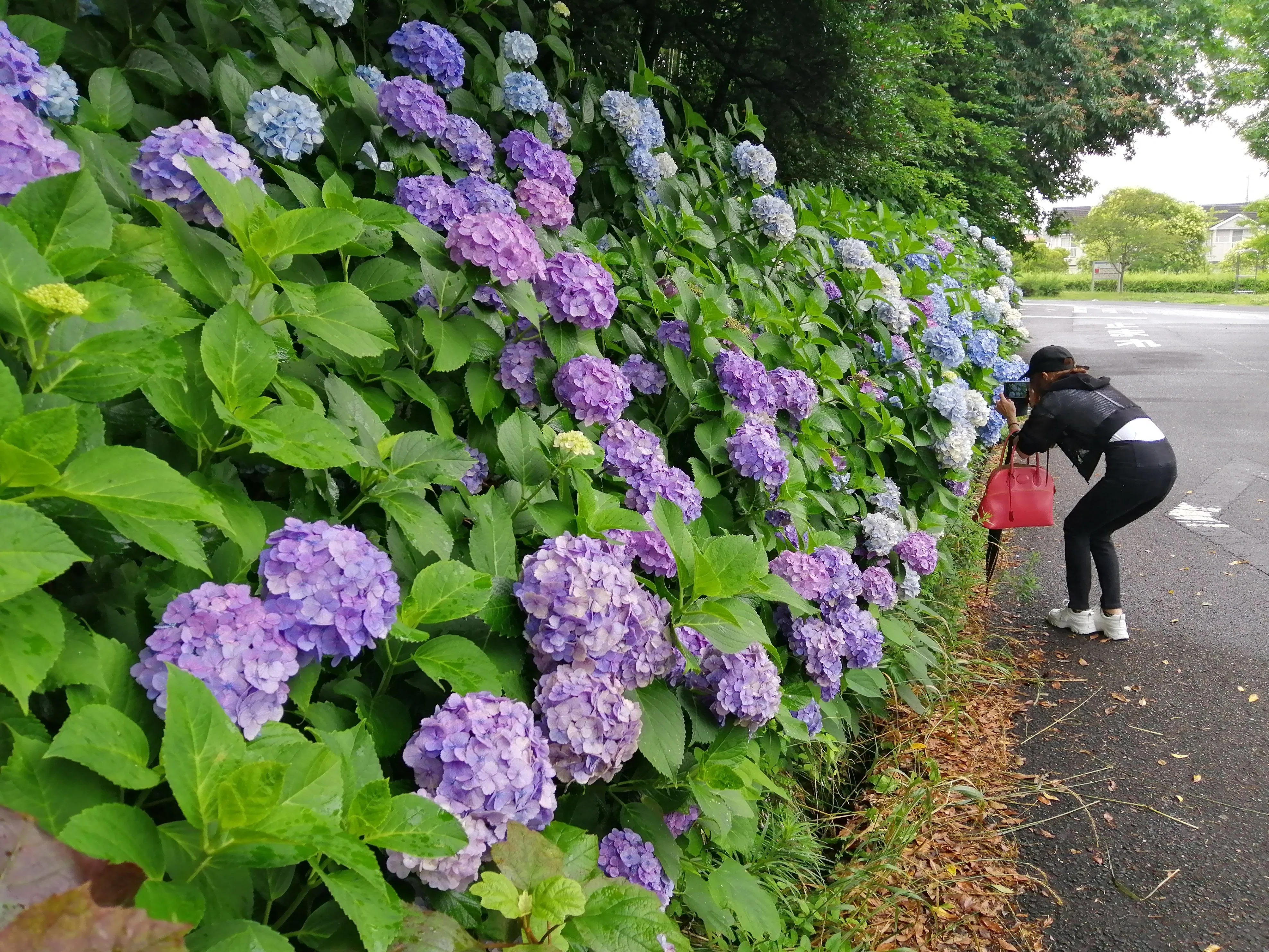 大高緑地」で紫陽花を見てきました｜ADPUB