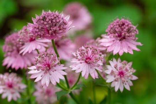 ❤️ 限定1点❤️黄色のお花と木の実レイ☆フラダンス
