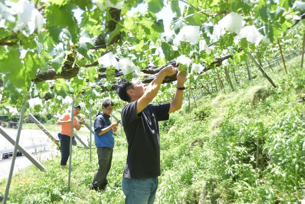 JMAC農園】2024年もぶどう作り継続中🍇摘粒作業は難しい!|株式 JMAC農園】2024年もぶどう作り継続中🍇摘粒作業は難しい!|株式