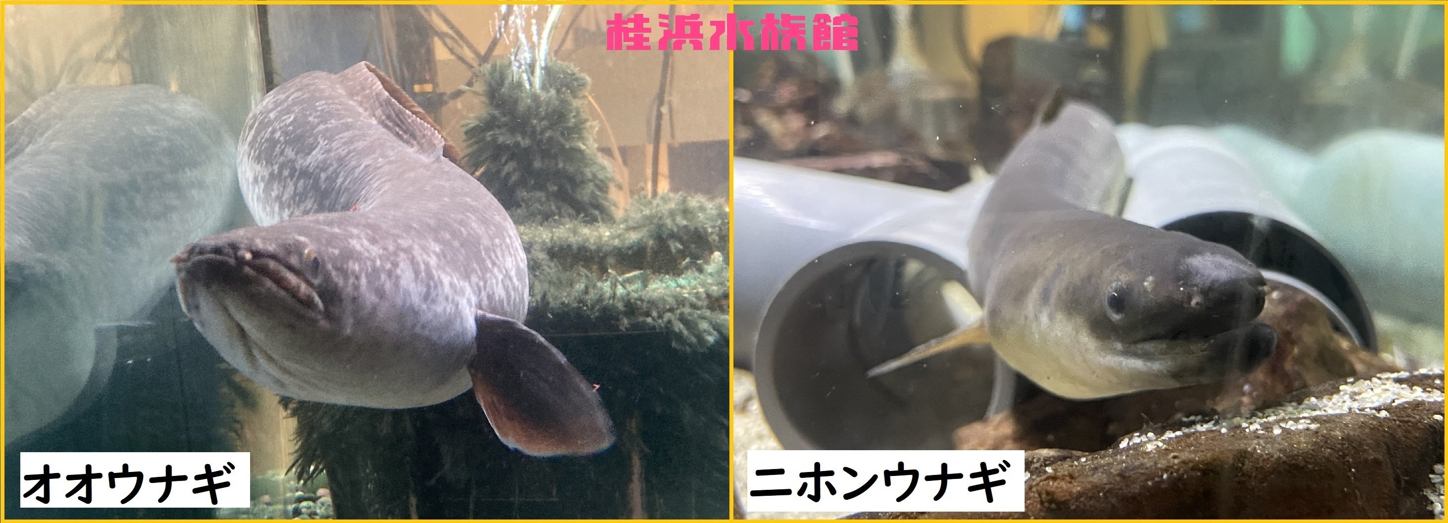 オオウナギ オオウナギ - Wikipedia