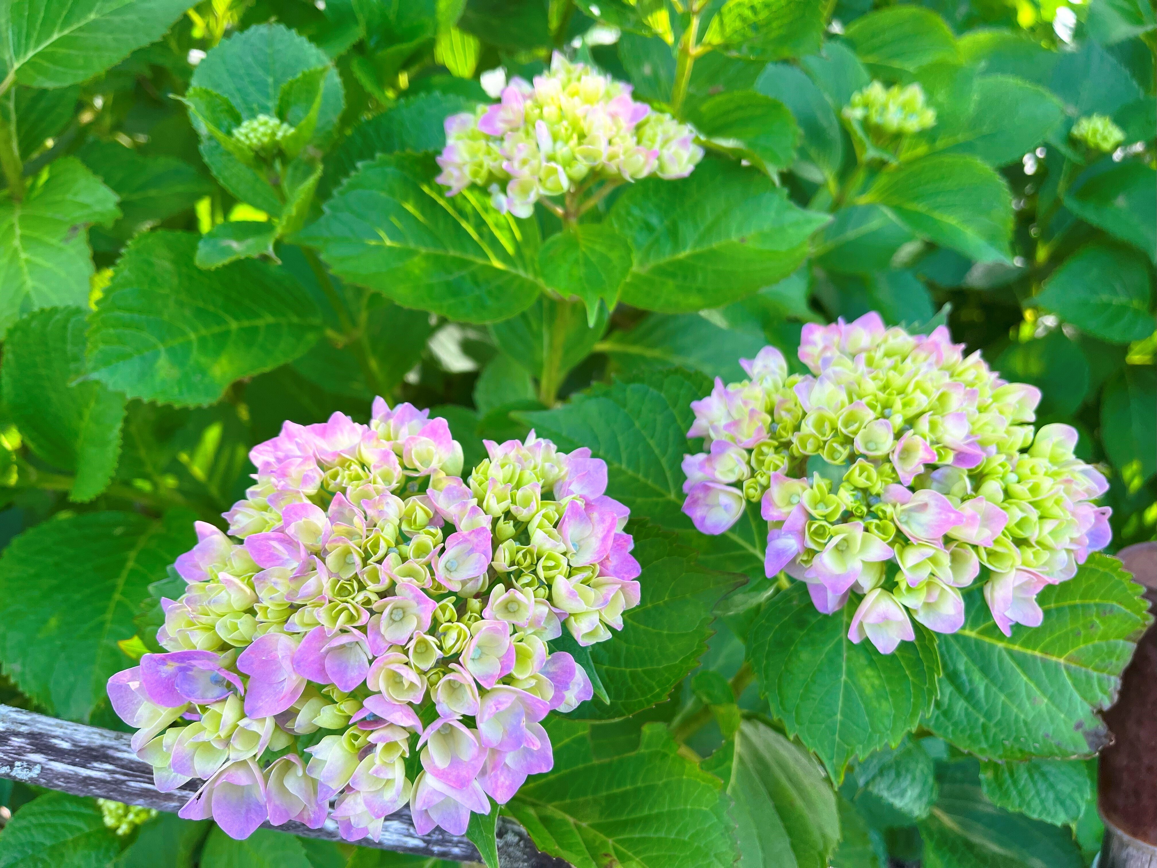道端に咲く紫陽花まとめ2024 part1｜かぼちゃかべ