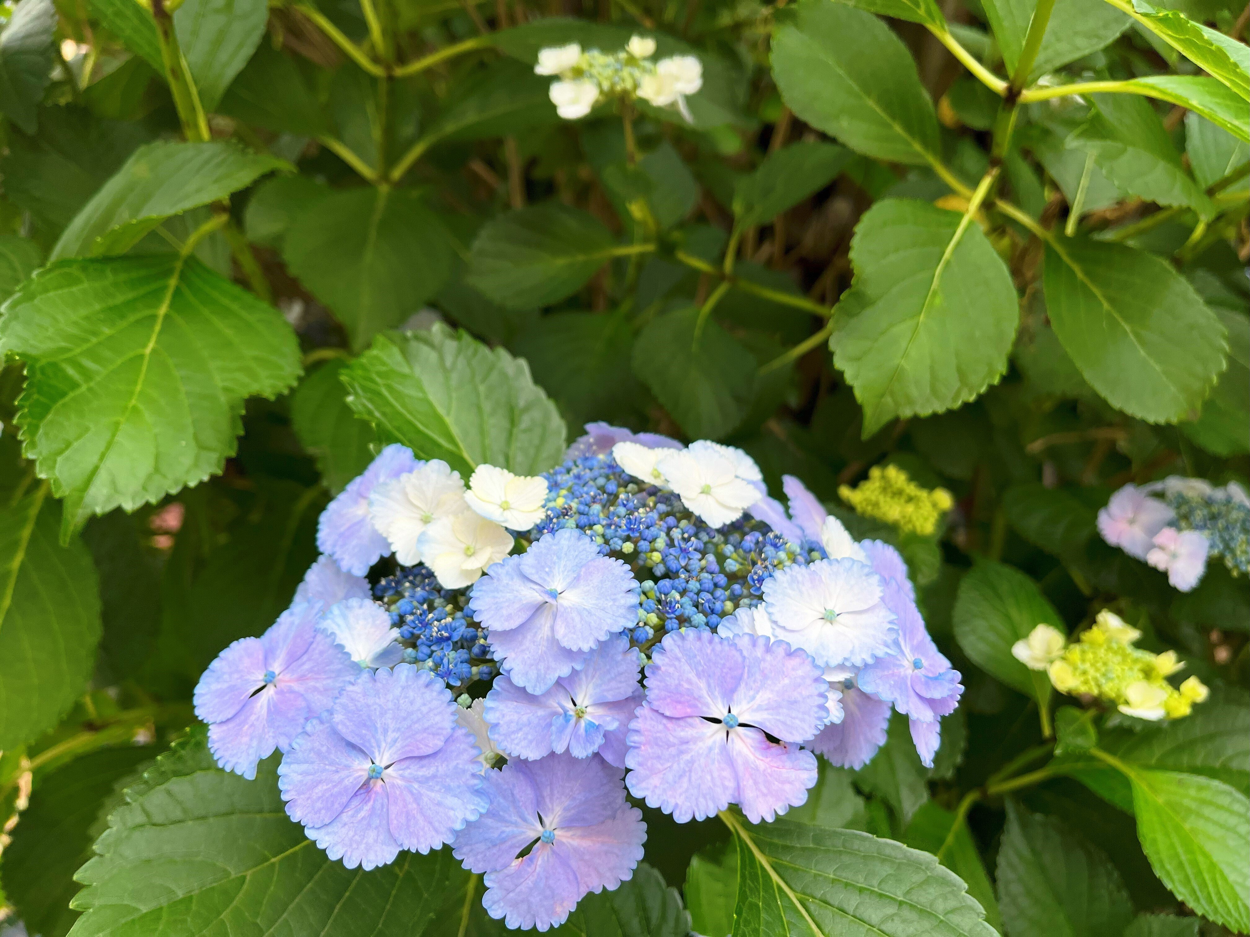 道端に咲く紫陽花まとめ2024 part1｜かぼちゃかべ