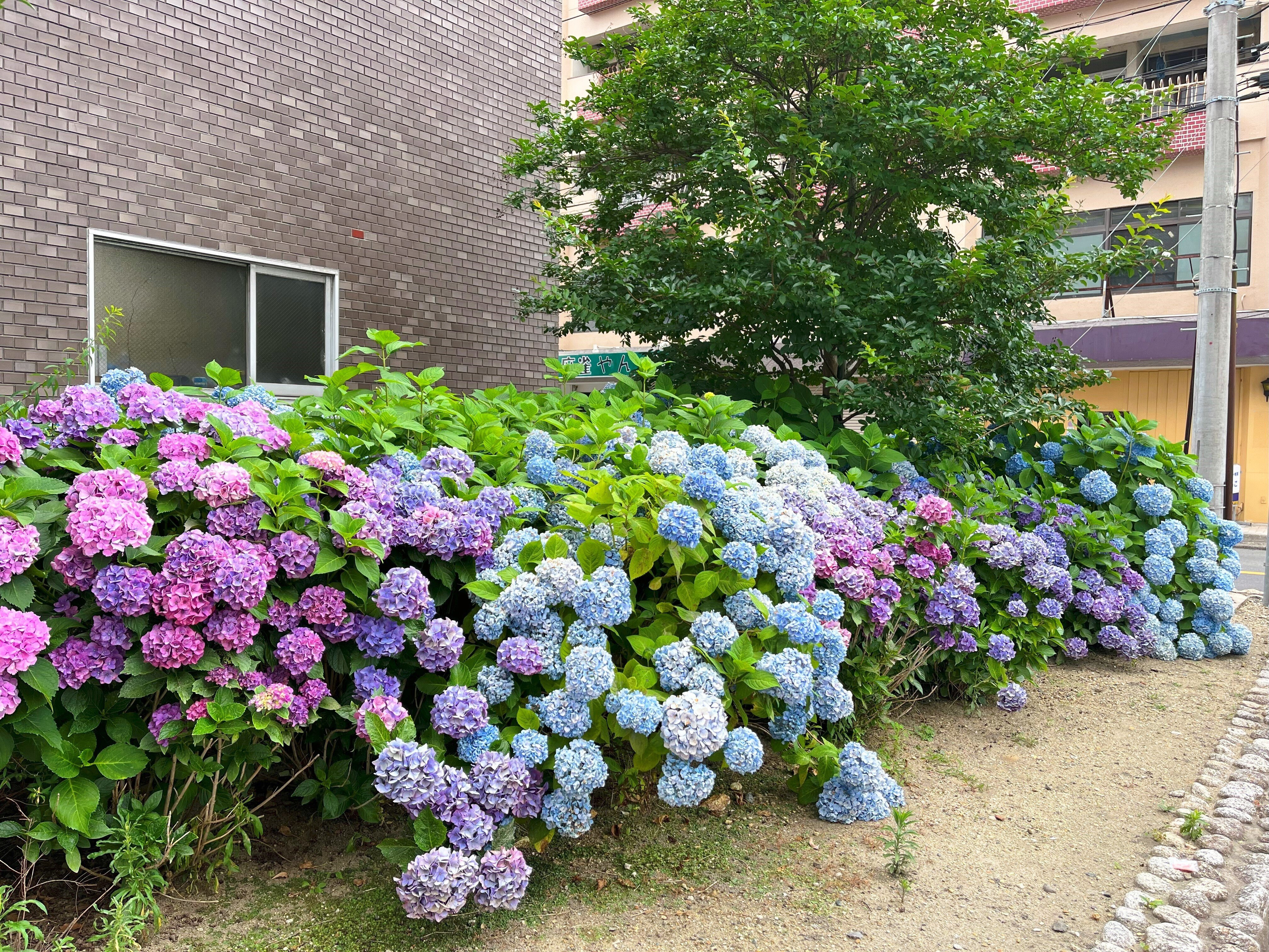 道端に咲く紫陽花まとめ2024 part1｜かぼちゃかべ