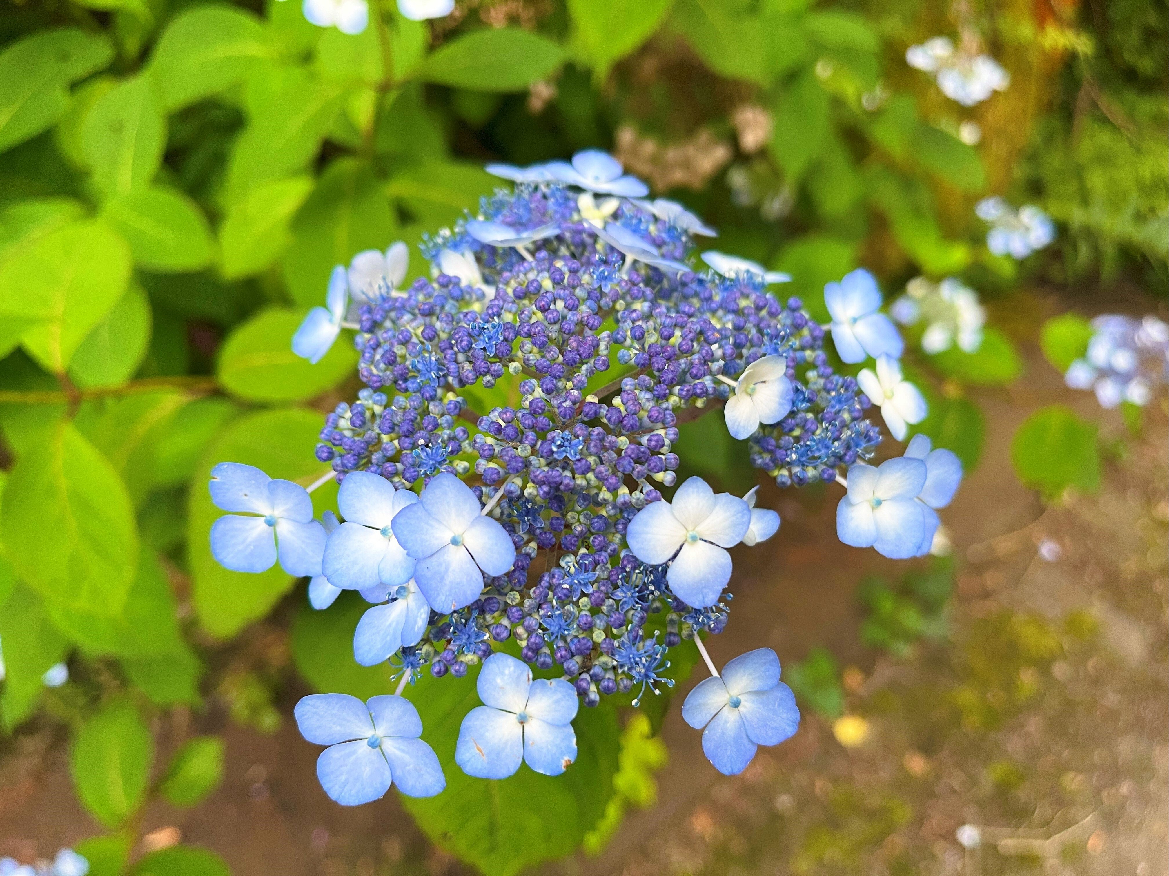 道端に咲く紫陽花まとめ2024 part1｜かぼちゃかべ