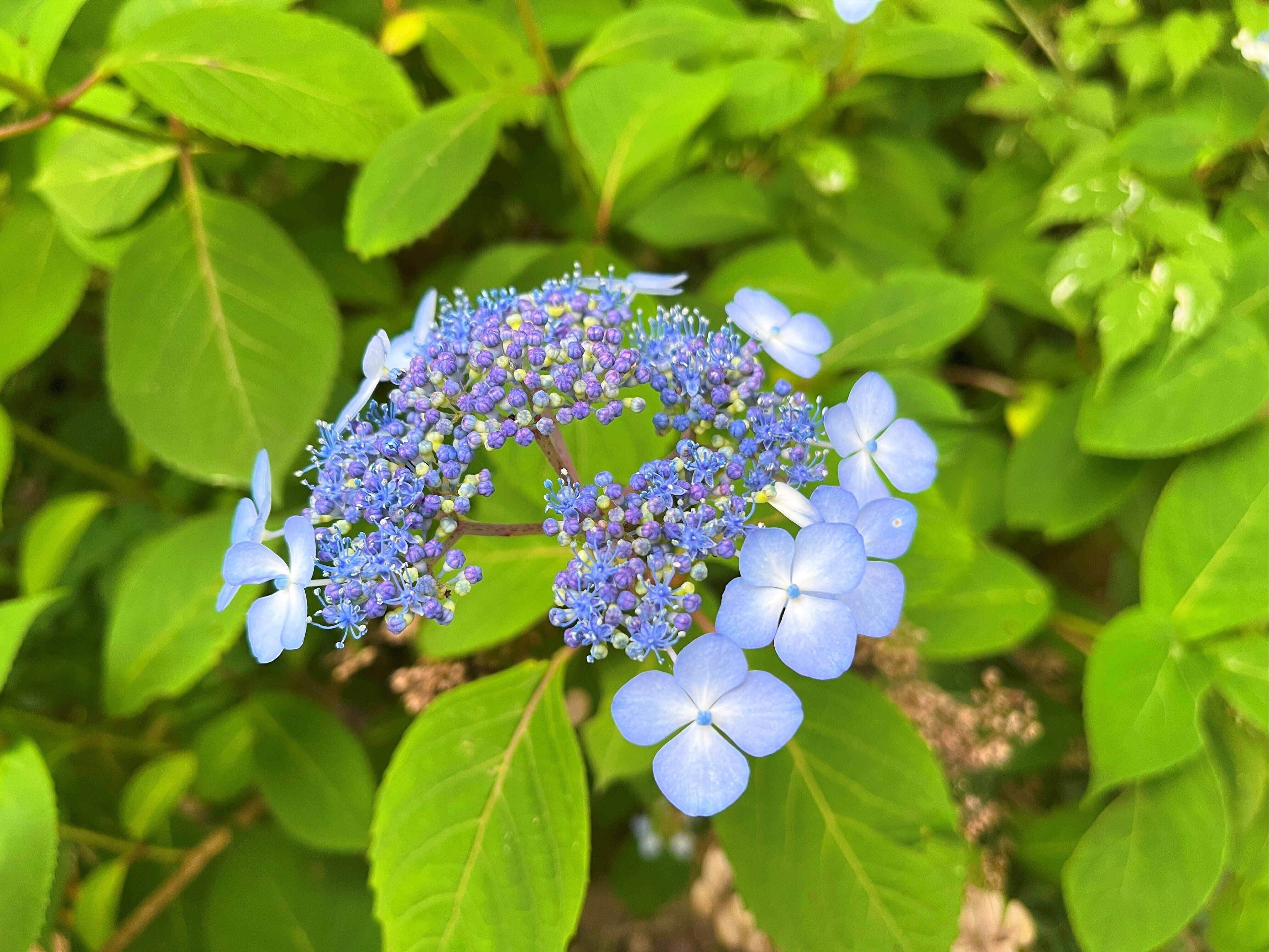 道端に咲く紫陽花まとめ2024 part1｜かぼちゃかべ