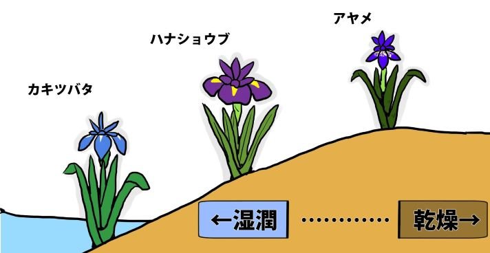 72-29候 菖蒲華（あやめはなさく）｜SAKURA