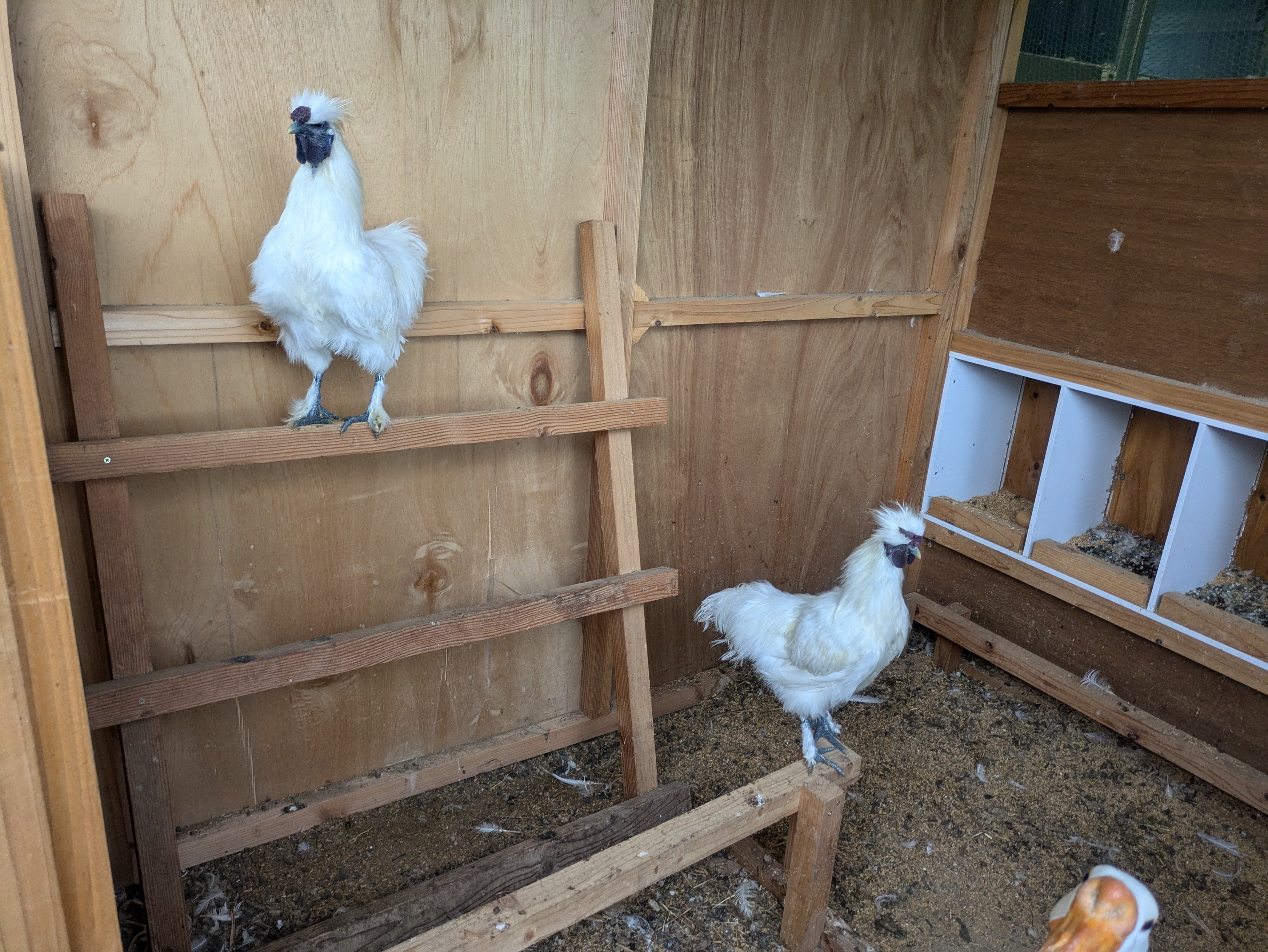 ニワトリ ニワトリとの暮らし｜のんびり農園