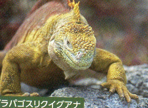 ガラパゴス諸島（エクアドル）｜country hunter