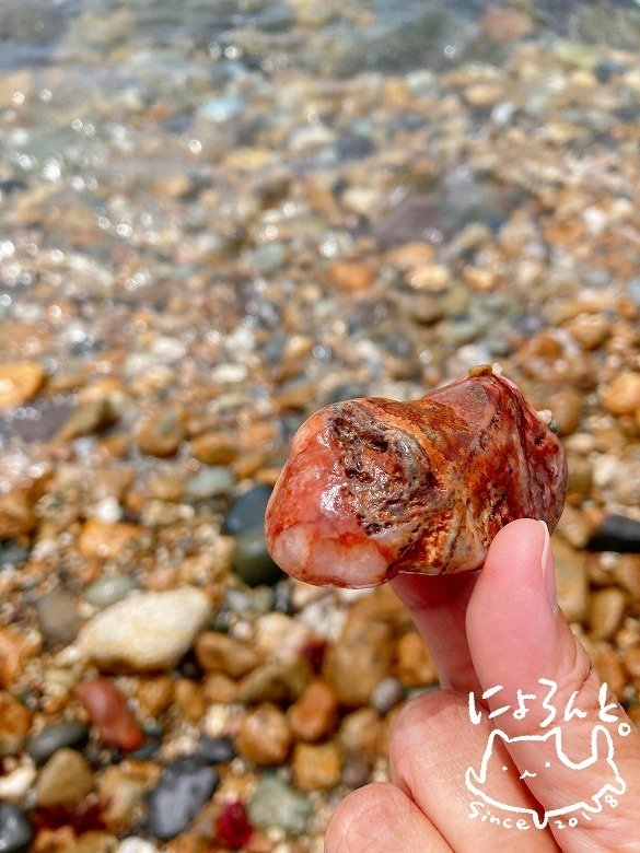 金鉱石と石英と水晶と瑪瑙！伊豆・菖蒲沢海岸でビーチコーミング