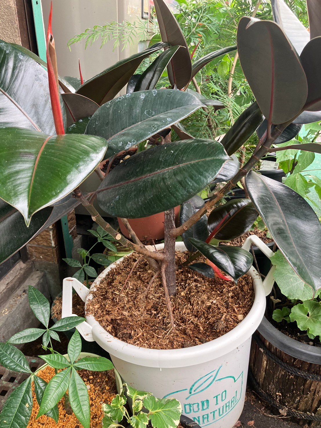 初期 大きめプランツモンスターポット 初期 大きめプランツモンスター