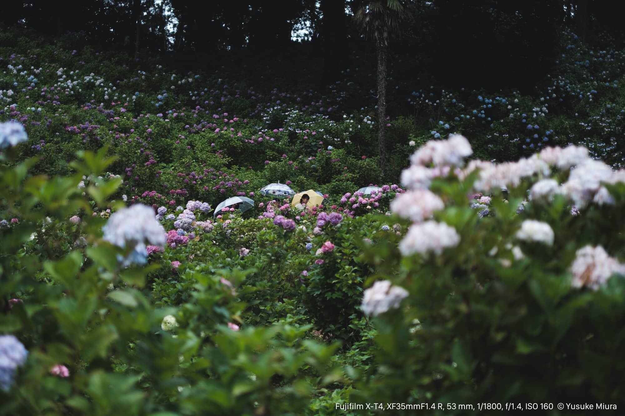 FUJINON XF35mmF1.4 R｜斜面いっぱいの紫陽花を切り取る｜Yusuke Miura