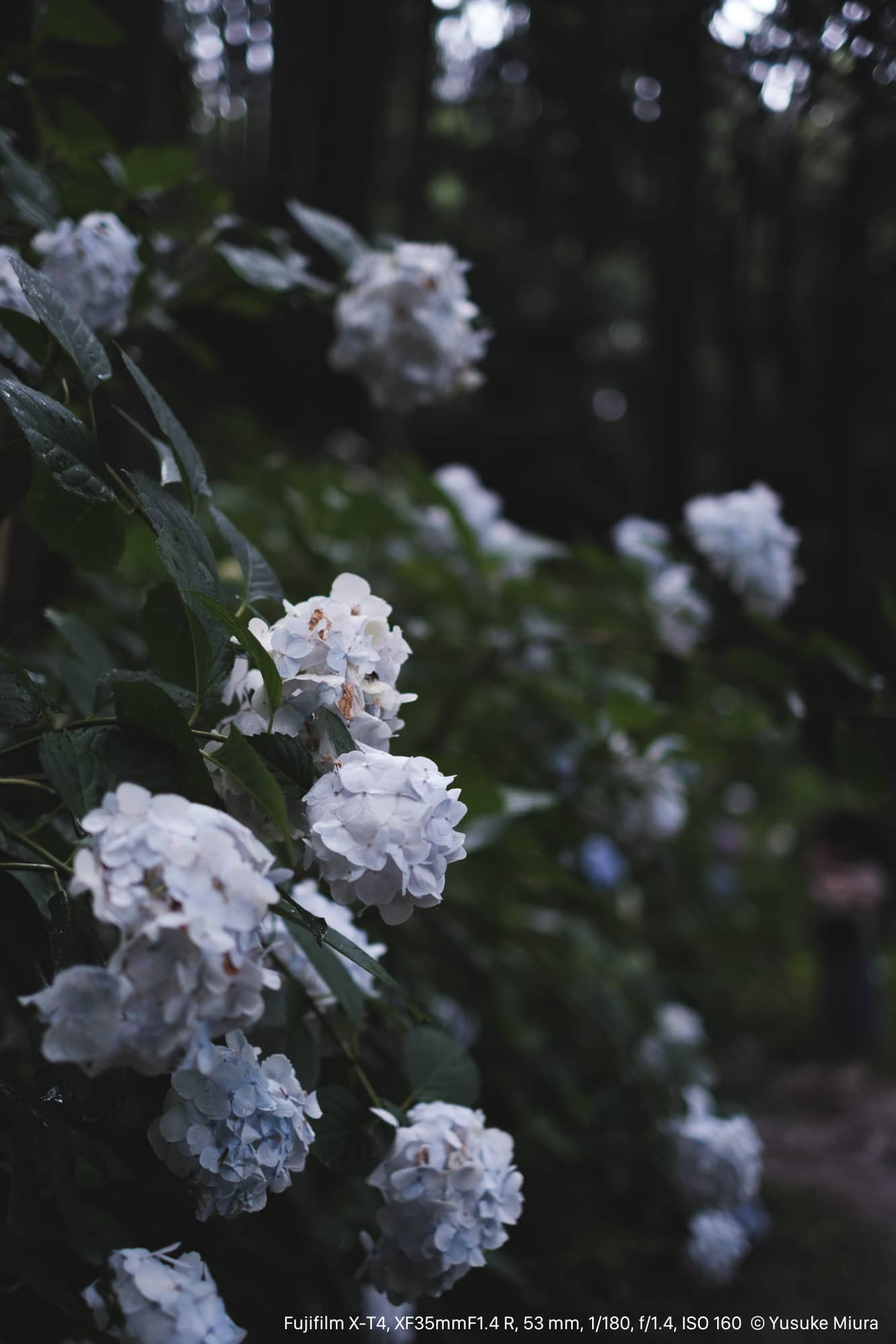 FUJINON XF35mmF1.4 R｜斜面いっぱいの紫陽花を切り取る｜Yusuke Miura