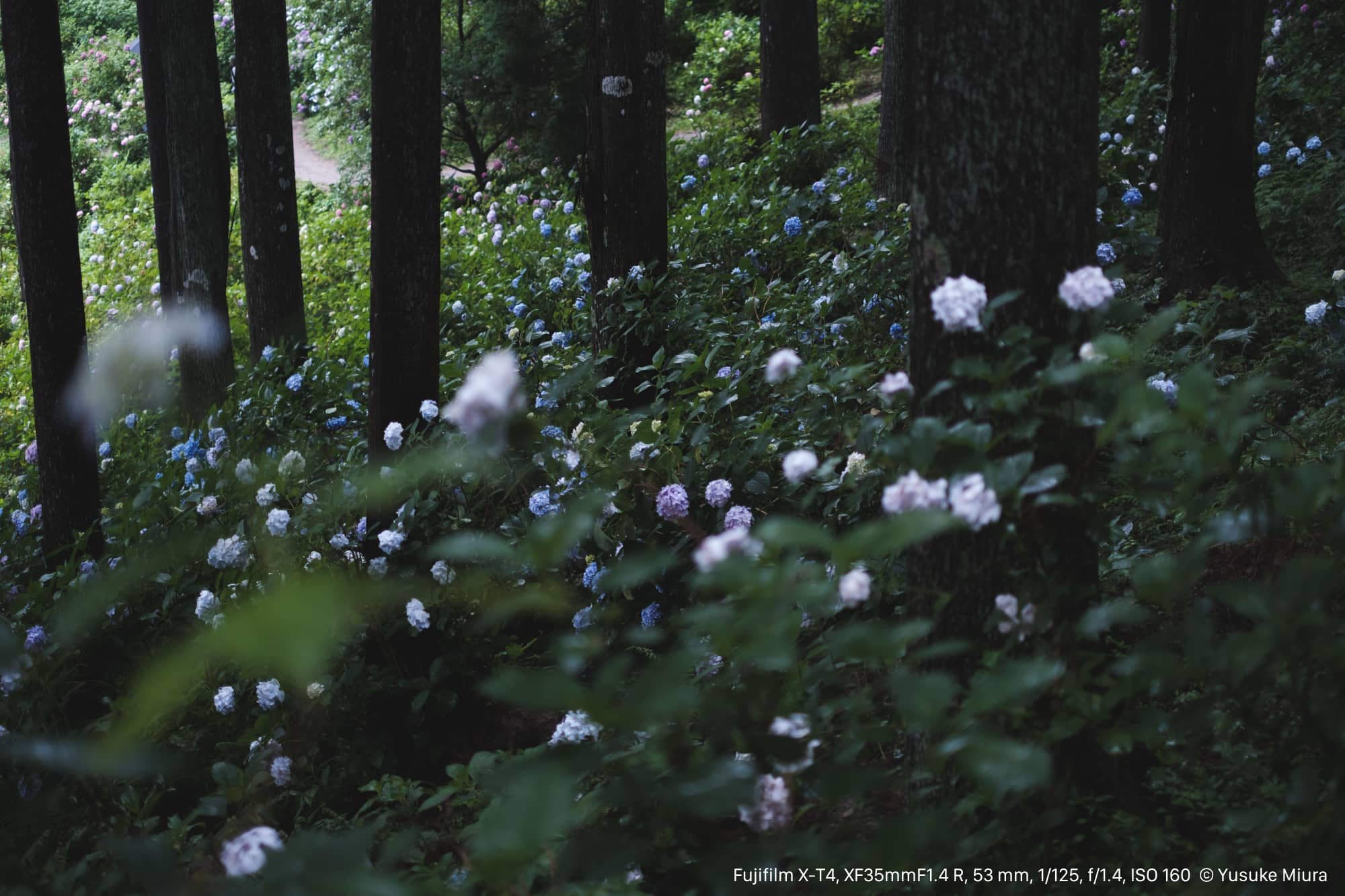 FUJINON XF35mmF1.4 R｜斜面いっぱいの紫陽花を切り取る｜Yusuke Miura