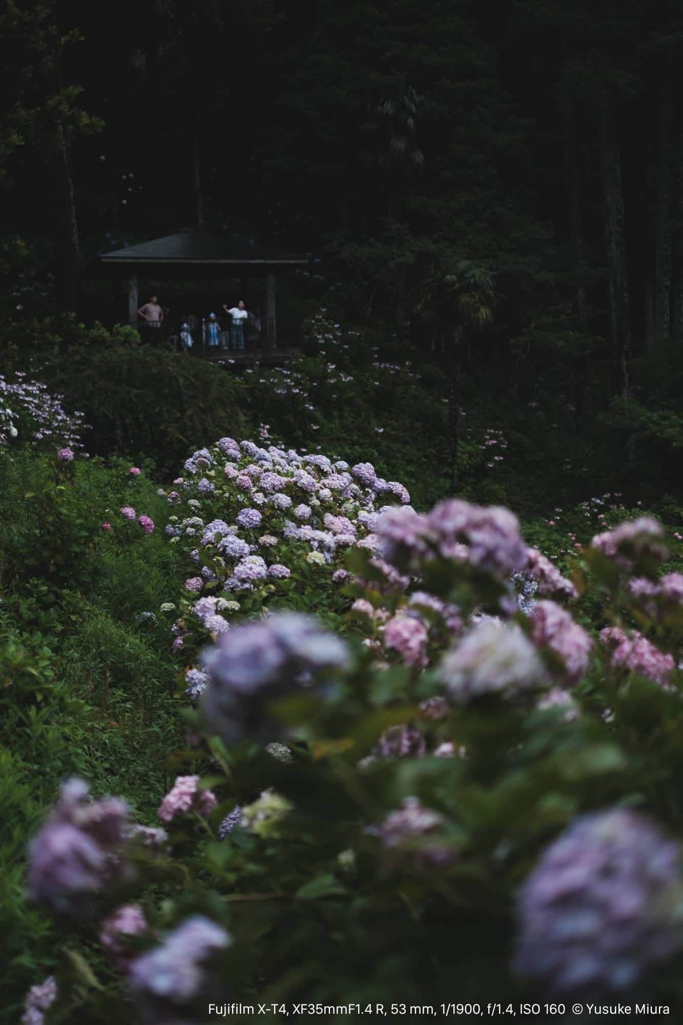 幻想の木　F4サイズ　幻想的な雰囲気が印象的 FUJINON XF35mmF1.4 R｜斜面いっぱいの紫陽花を切り取る｜Yusuke Miura