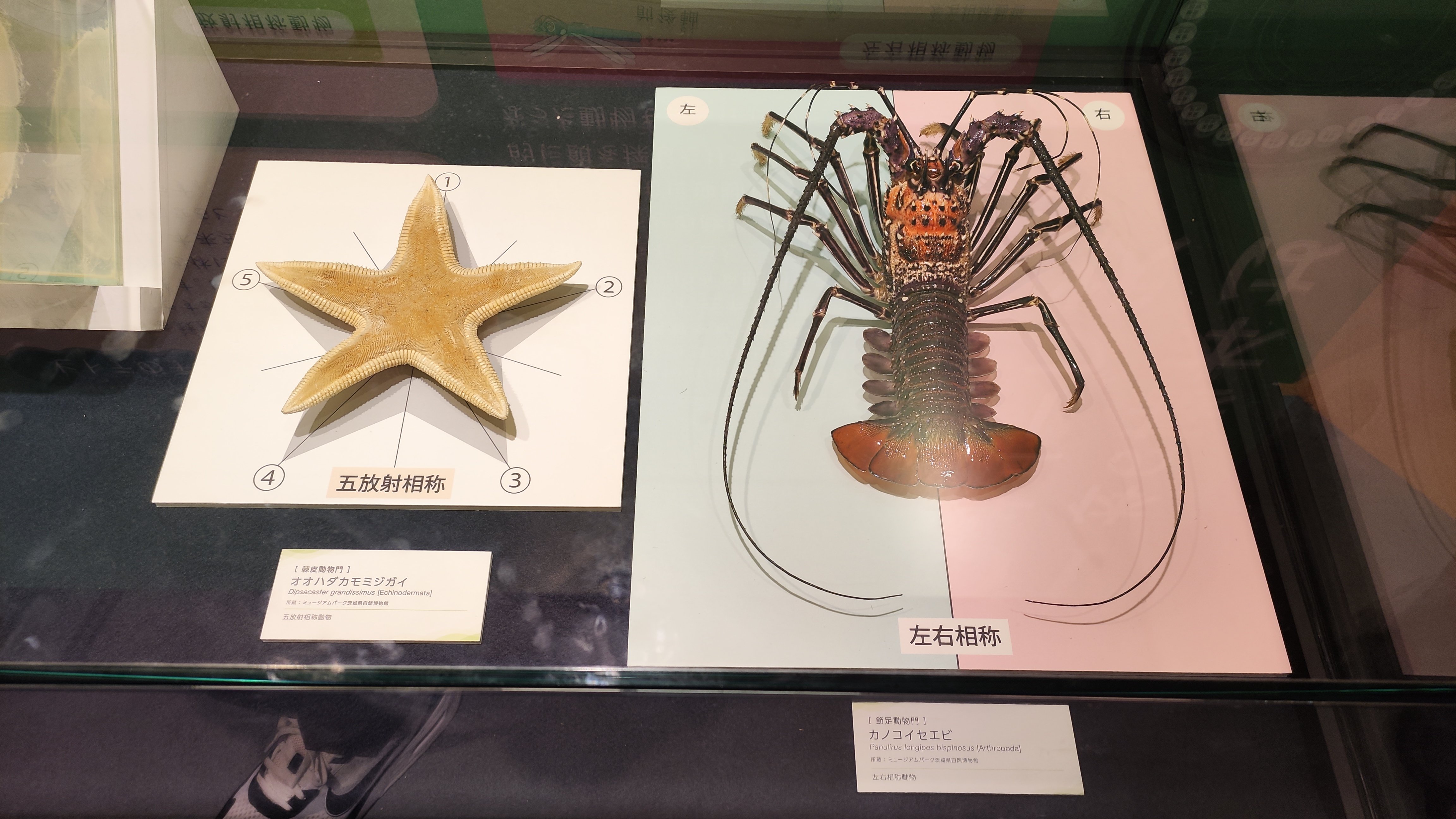 企画展】知られざる海生無脊椎動物の世界｜もんばん