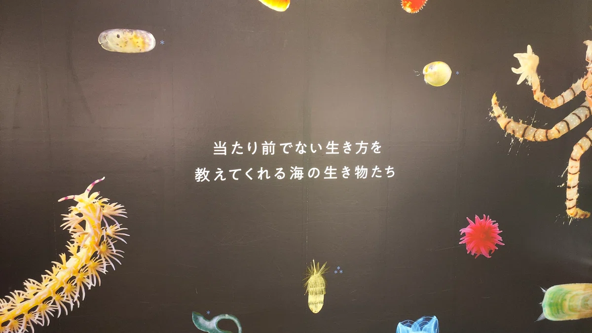 【企画展】知られざる海生無脊椎動物の世界|もんばん