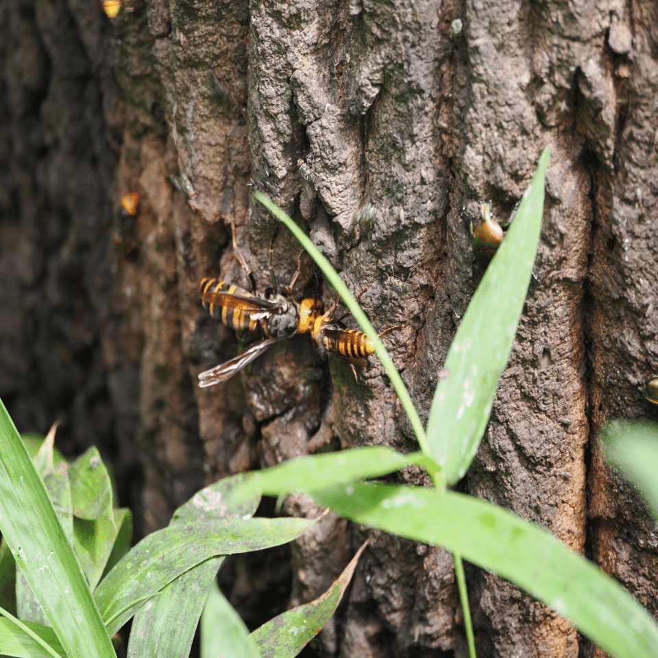 虫嫌いを克服させる千本ノック 136本目 コガタスズメバチの女王かと