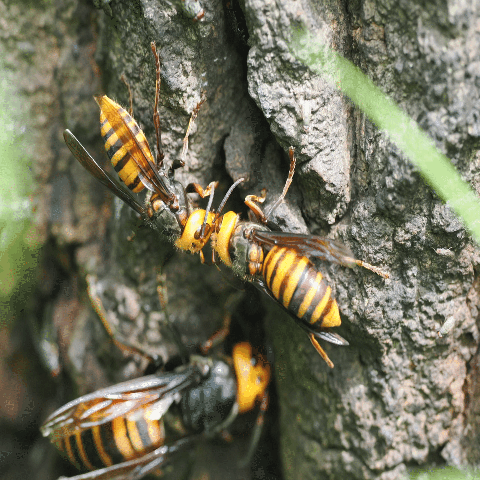 虫嫌いを克服させる千本ノック 136本目 コガタスズメバチの女王かと
