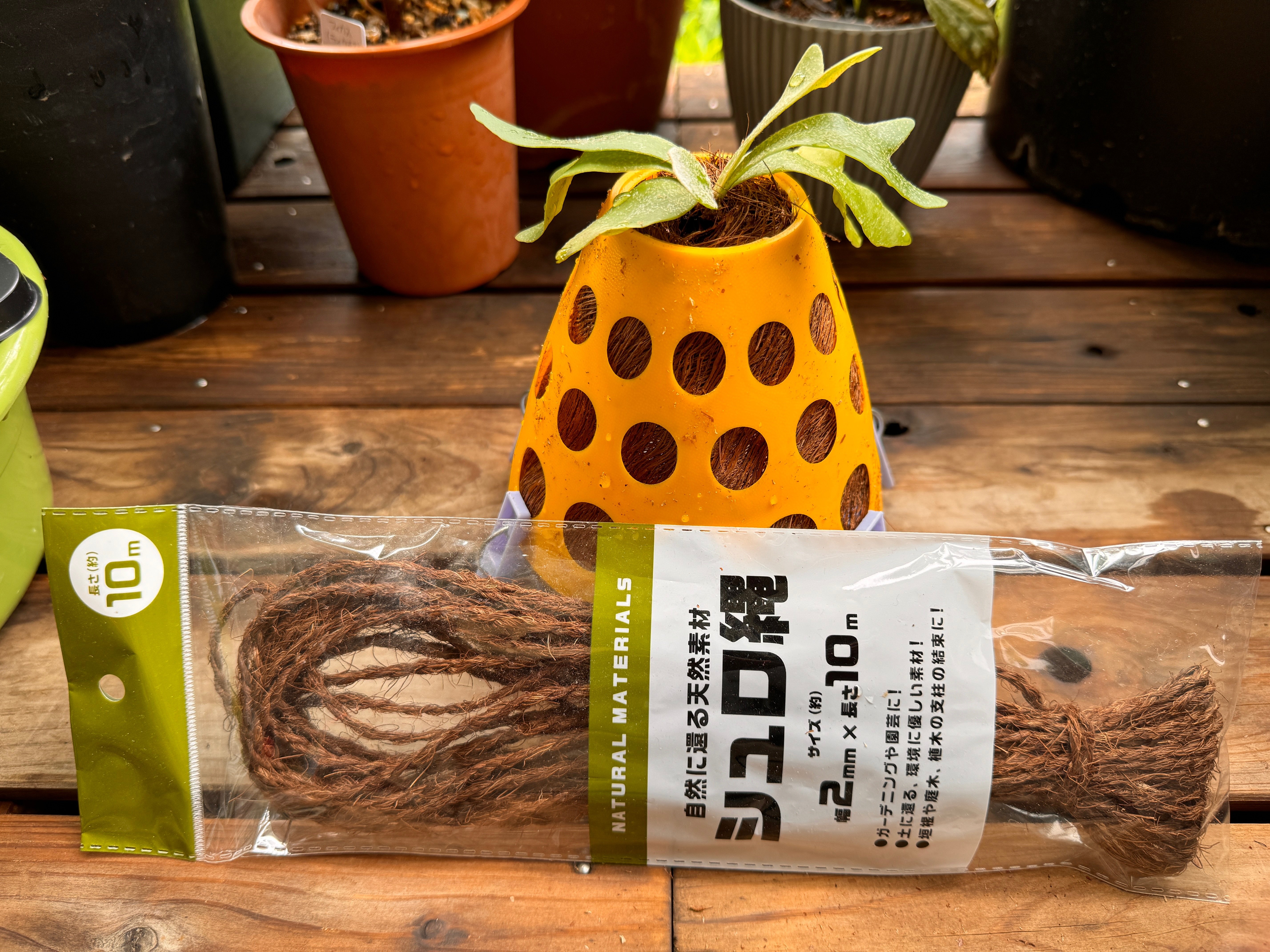 ビカクシダ(コウモリラン)を吊るしたわ｜穂の気ままライフ