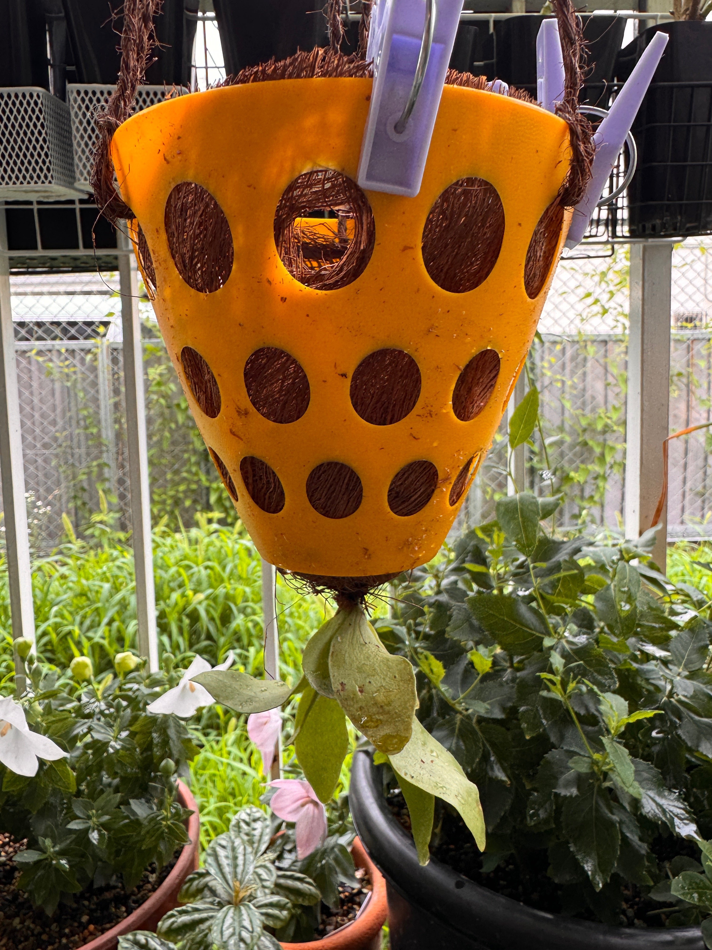 着生用すのこをDIY！(∩´∀｀)∩ - HAPPYでゆこう！