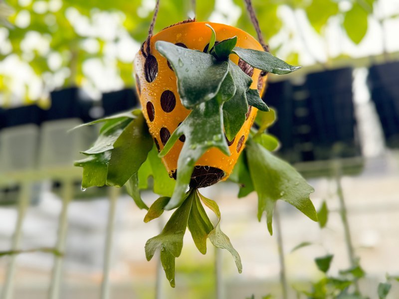 ビカクシダ(コウモリラン)を吊るしたわ｜穂の気ままライフ