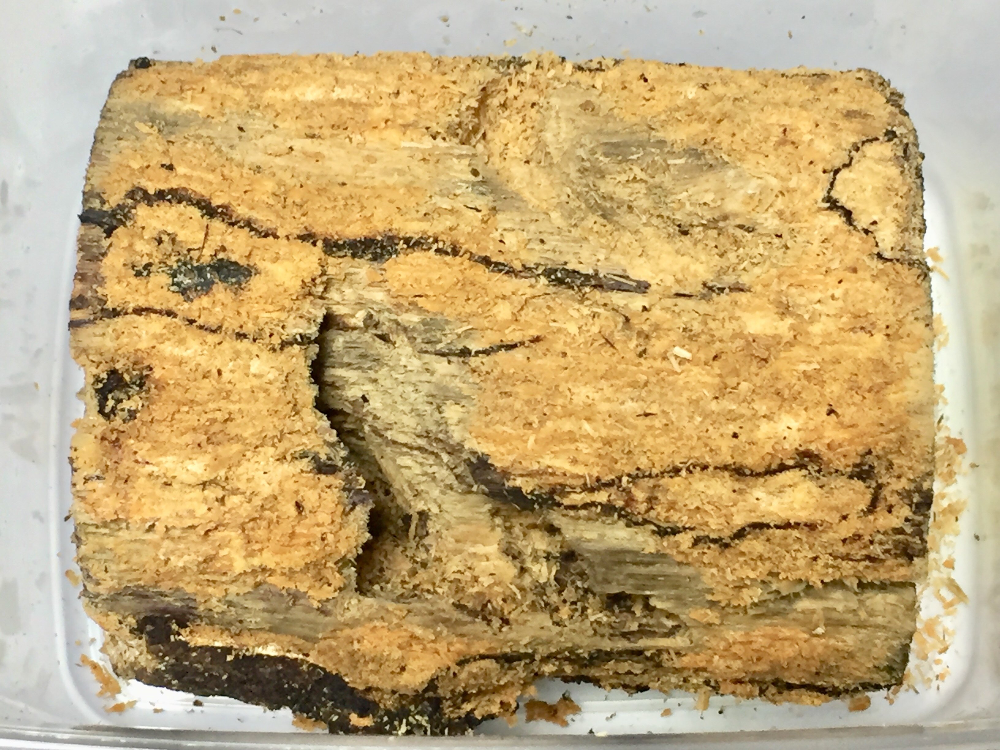 やふおく・BASE等では、大変良く売れています。バクテリア材 難産種にどうぞ。壱 バクテリア材 | KPW公式オンラインショップ