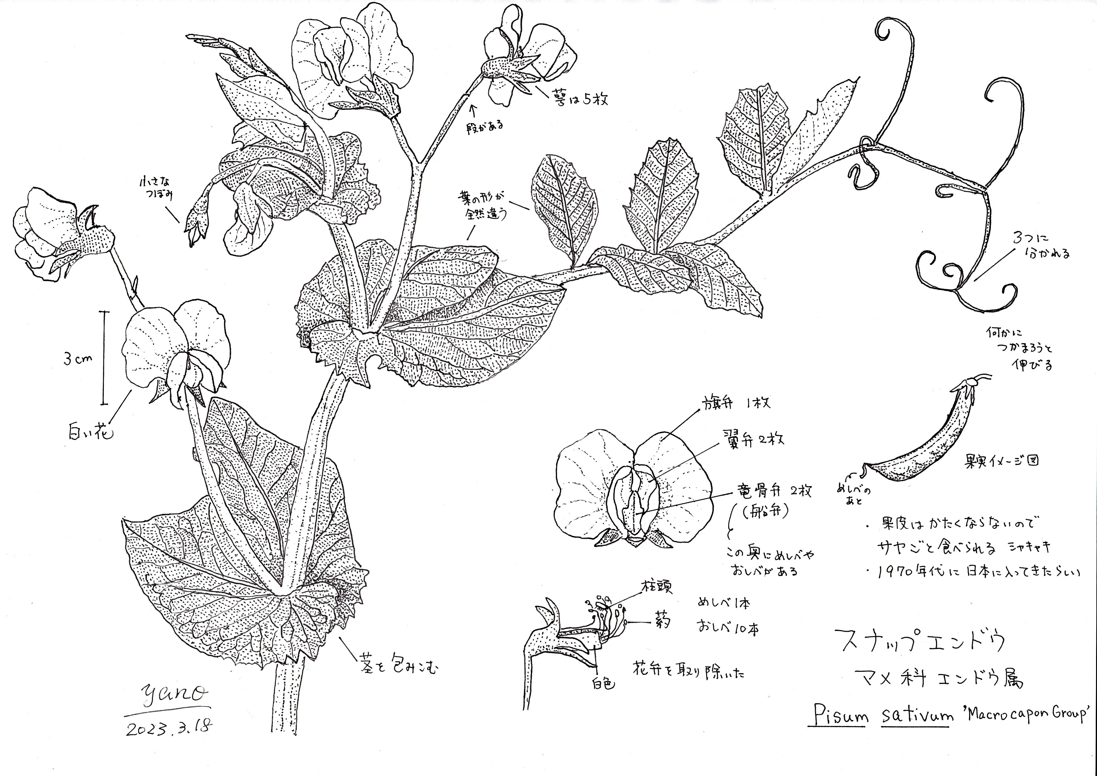 失敗しない らくらくスケッチ 理系アタマを絵に活かす!! 失敗しない らくらくスケッチ - マール社