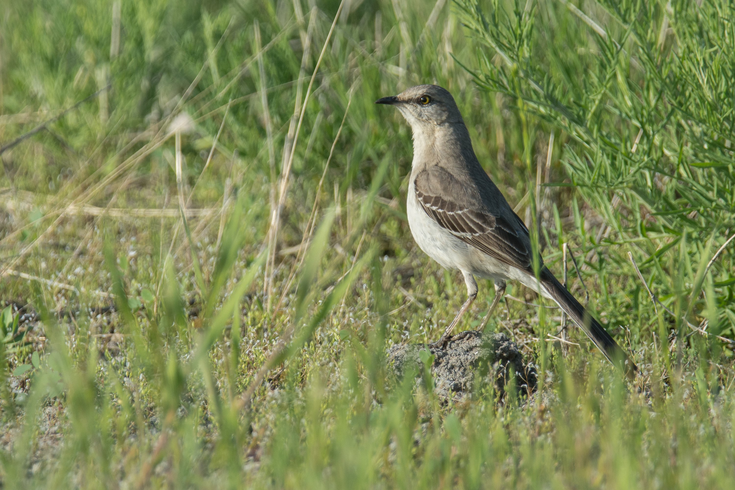 シカゴでバードウォッチング！】 Northern Mockingbird マネシツグミ
