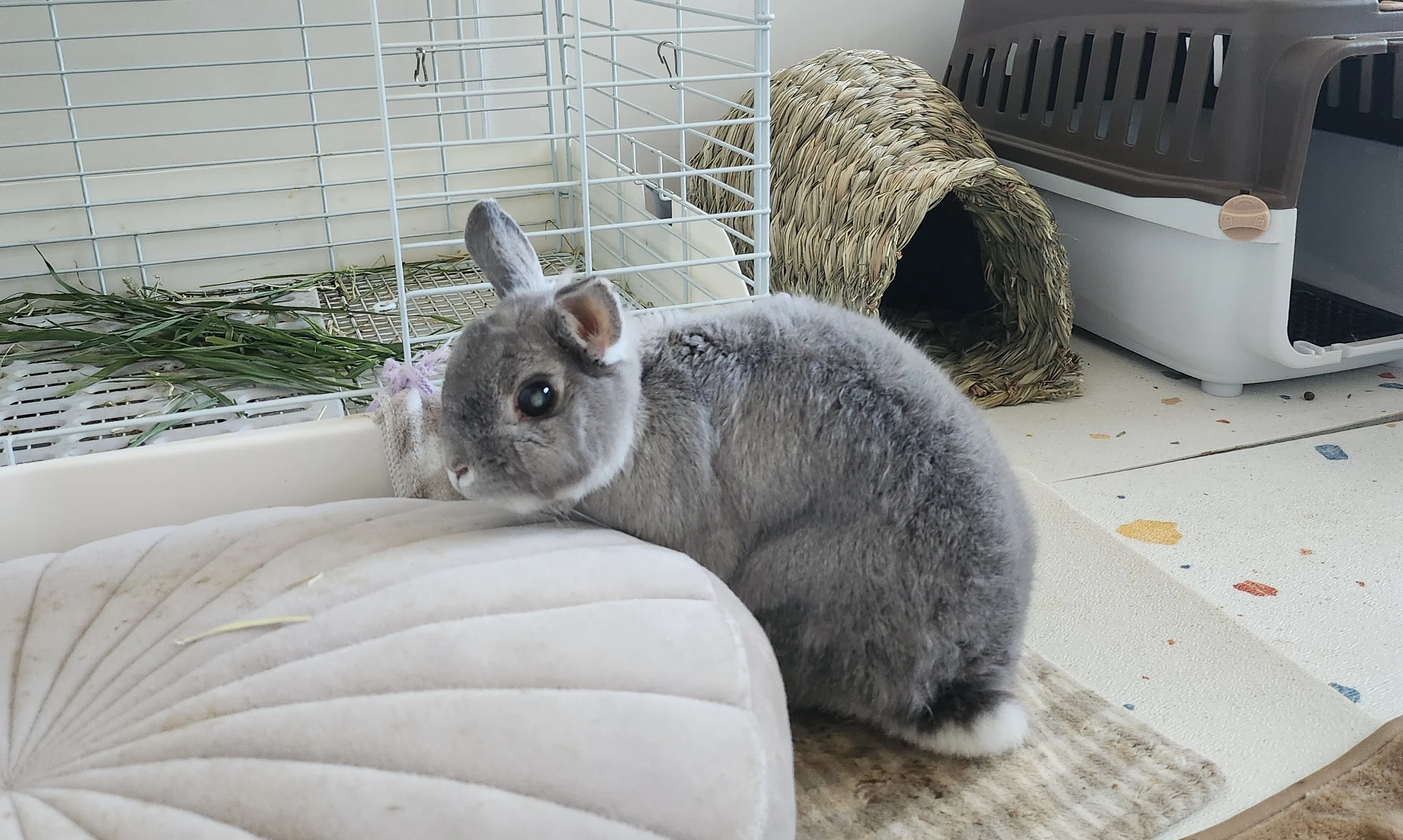 私の大切なうさぎのこと｜韓国で生きる