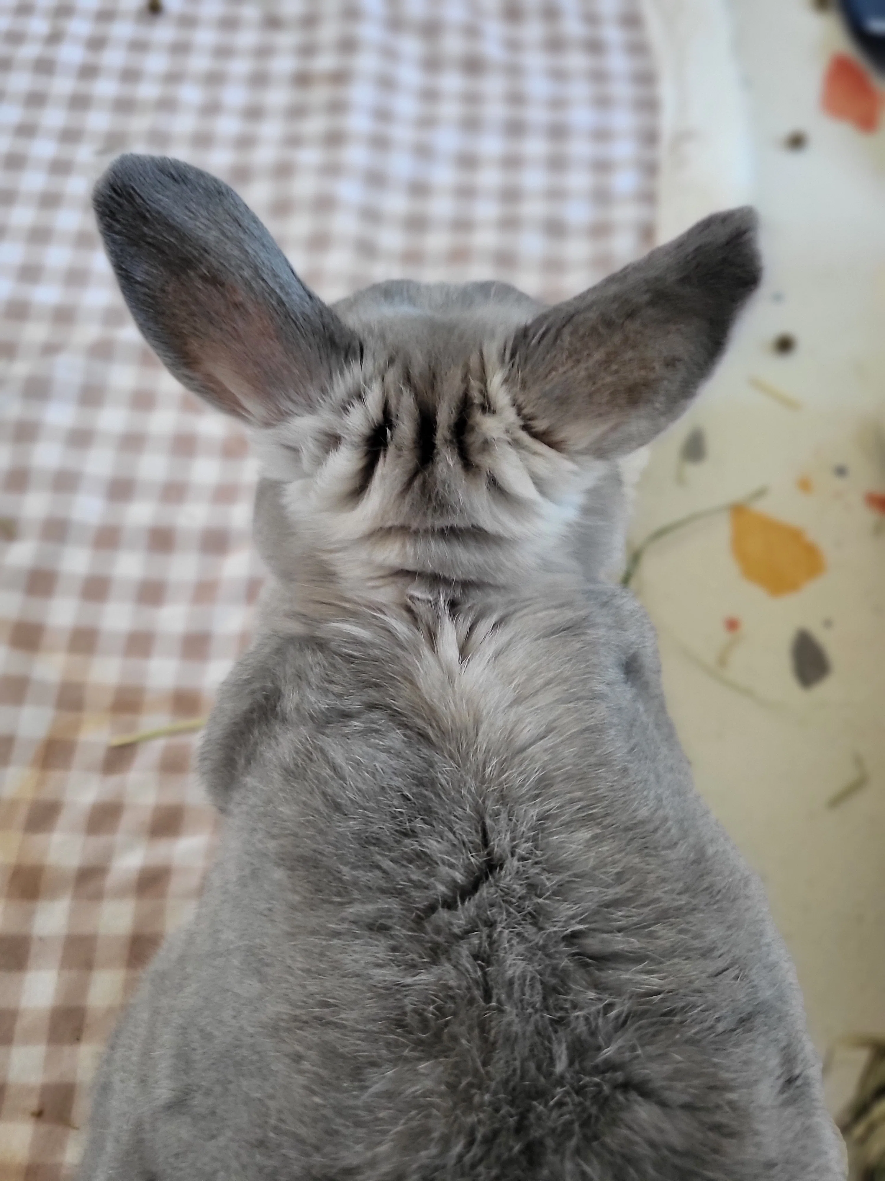 私の大切なうさぎのこと｜韓国で生きる
