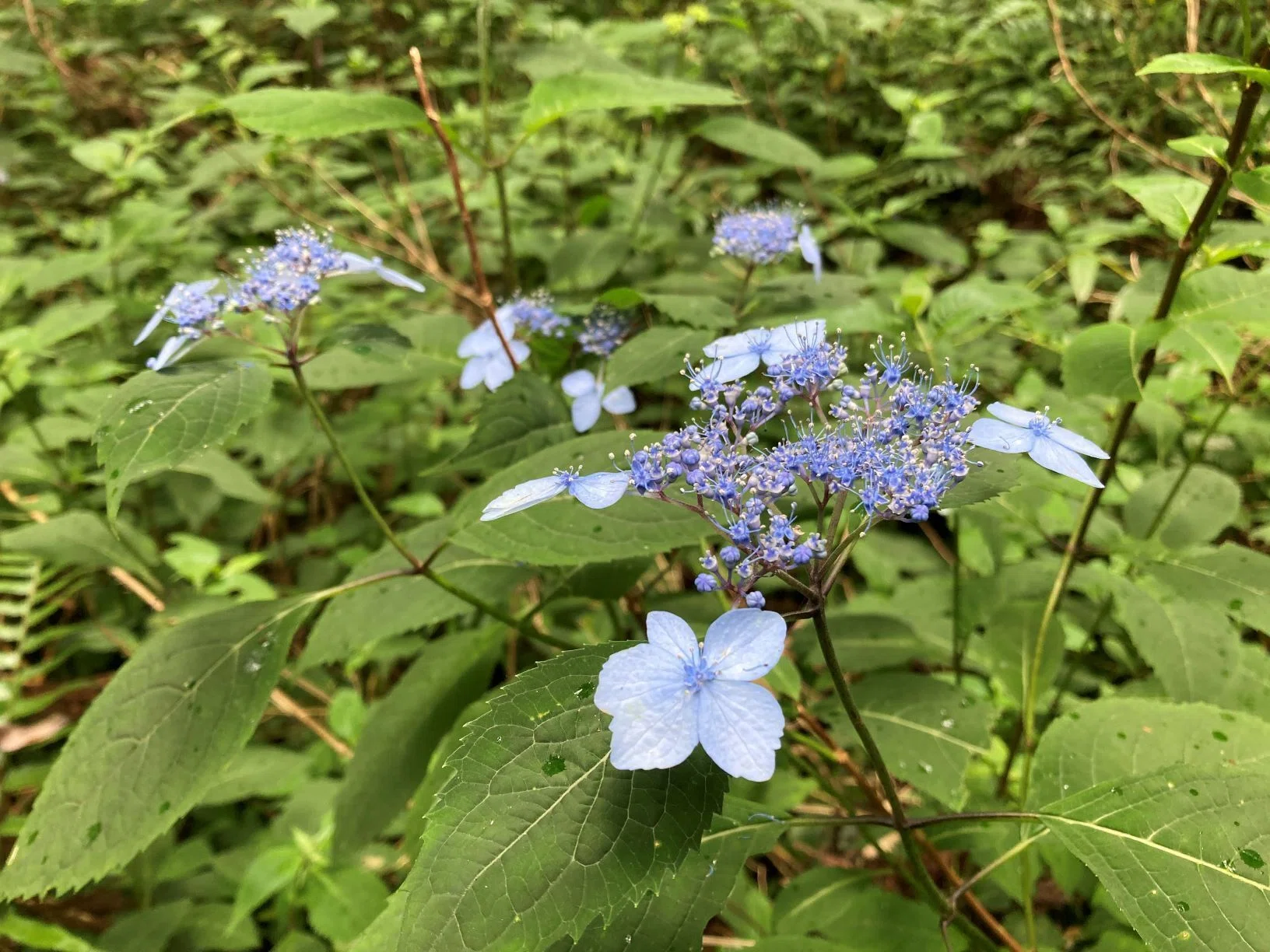 新素材 軽やかゆかた 麻の葉に小花柄 ブルー 真なる花をさがせ！｜あぶらやま植物ブログ⑦｜ABURAYAMA FUKUOKA