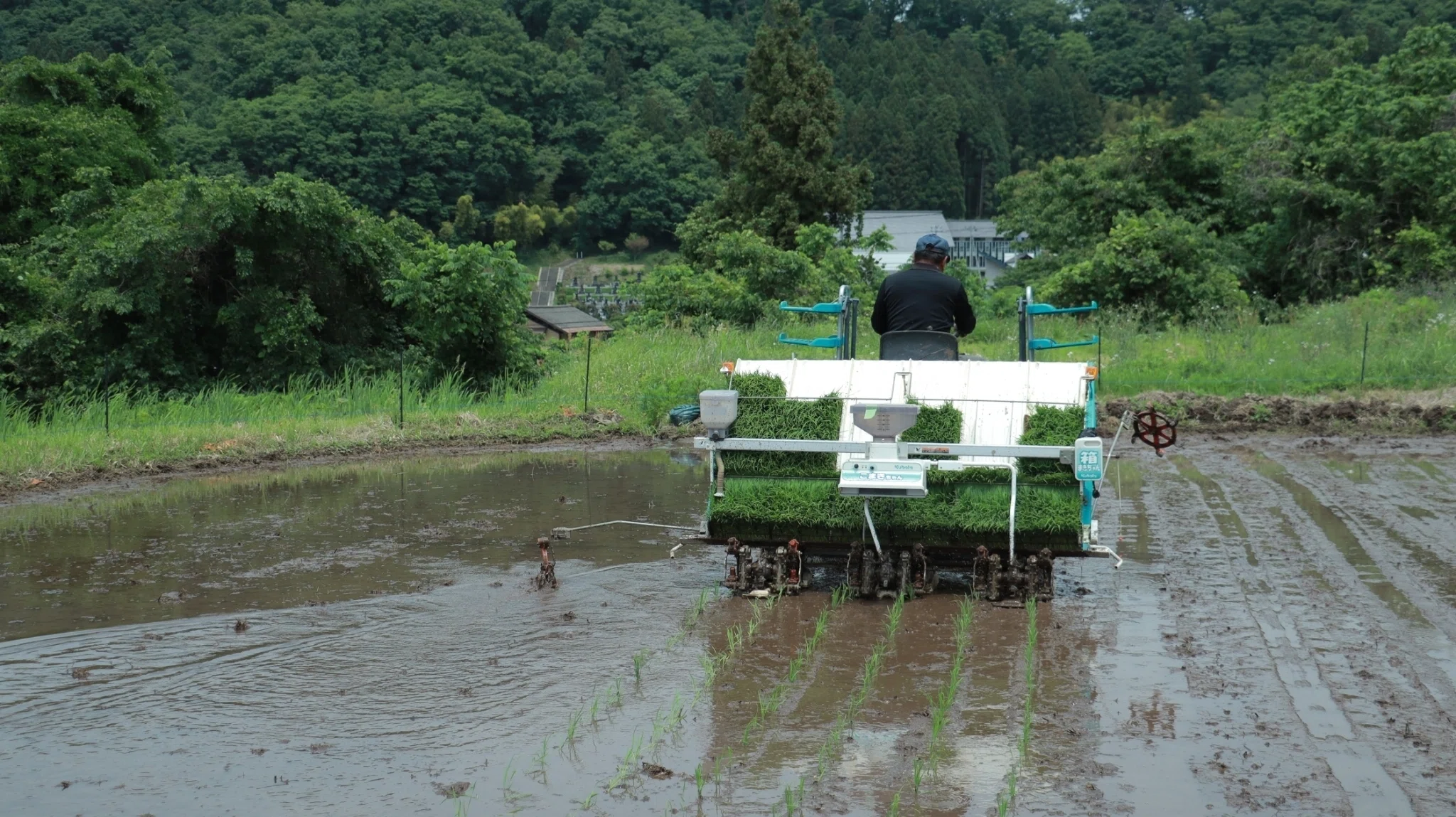 活動レポ】田植えを行いました！｜東北芸術工科大学企画構想学科田澤ゼミ