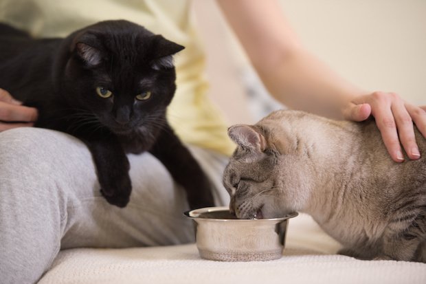 ごはんをもらう猫のイメージ