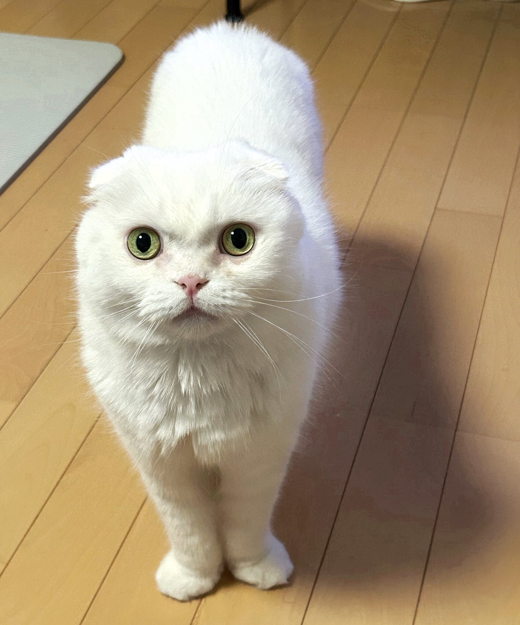 どっちが頭か分かりますか？」おしぼりみたいな白猫ちゃん、後ろ姿が