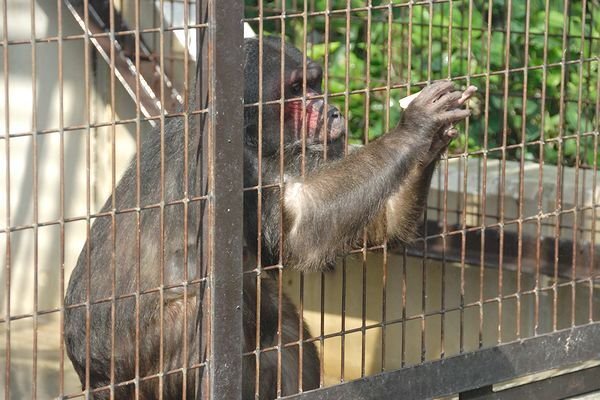 ベニガオザル物語|M_ayumi