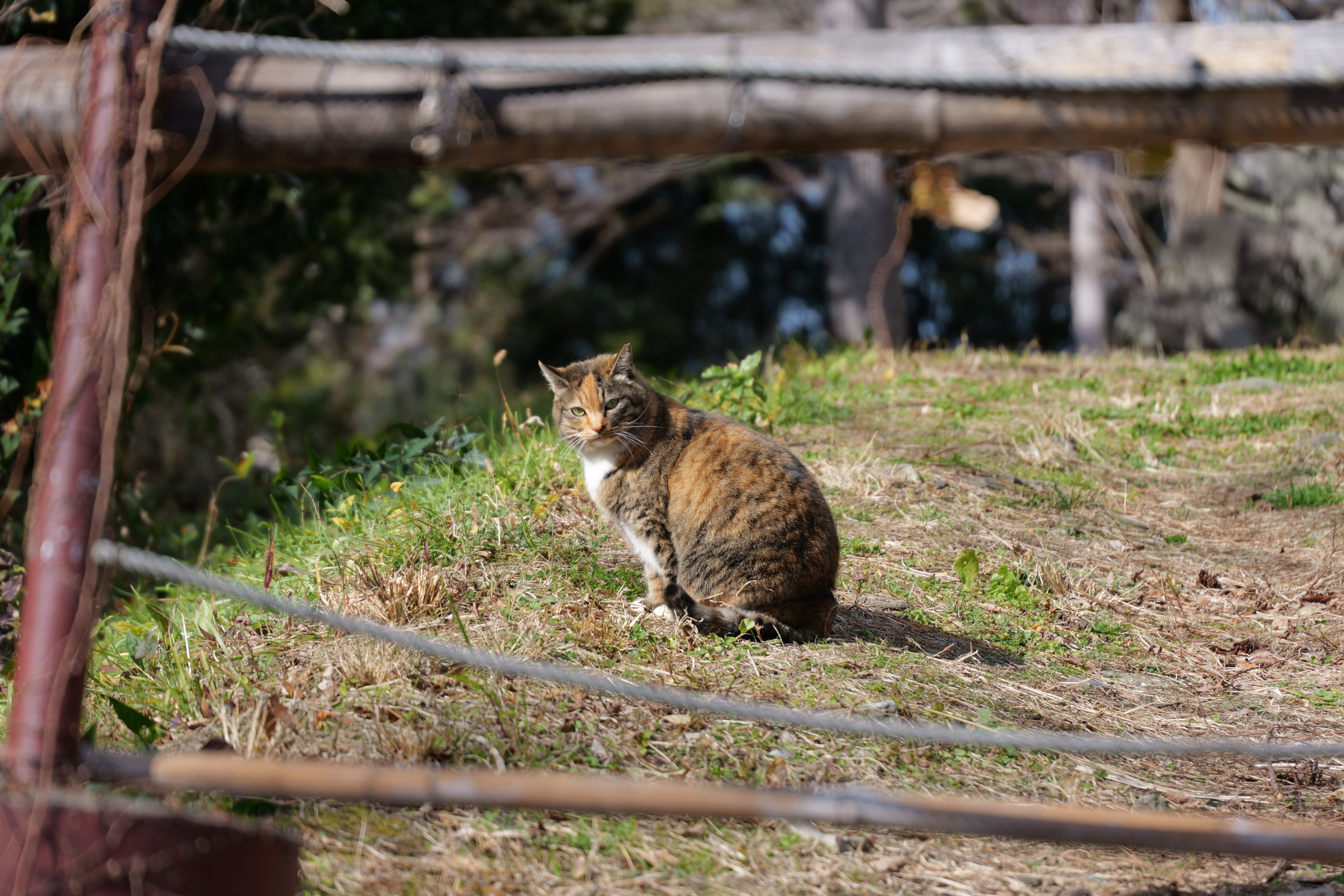 LUMIX S 28-200mm F4-7.1 MACRO O.I.S.【My Favorites #02】｜LUMIX